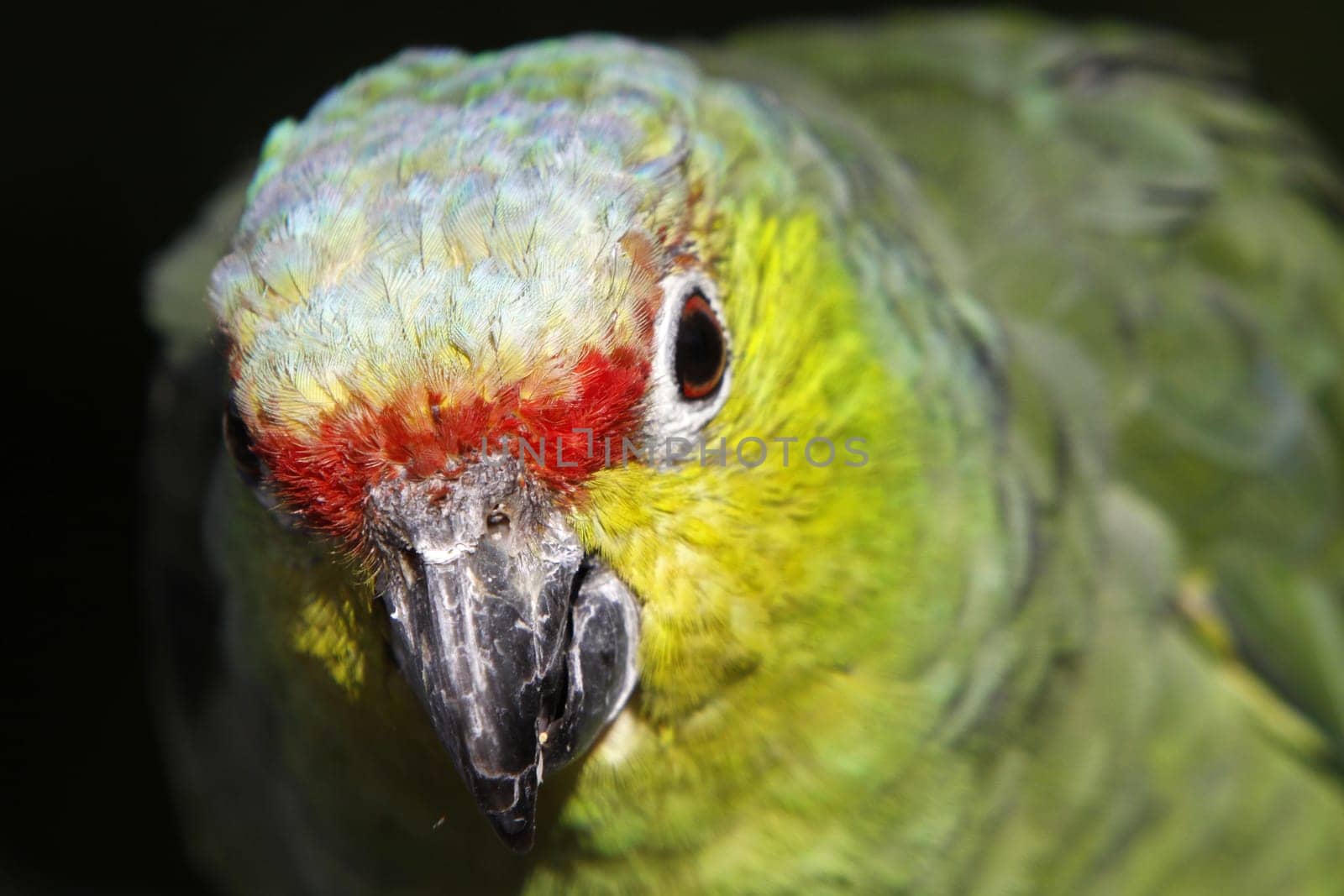 Yellow-cheeked amazon