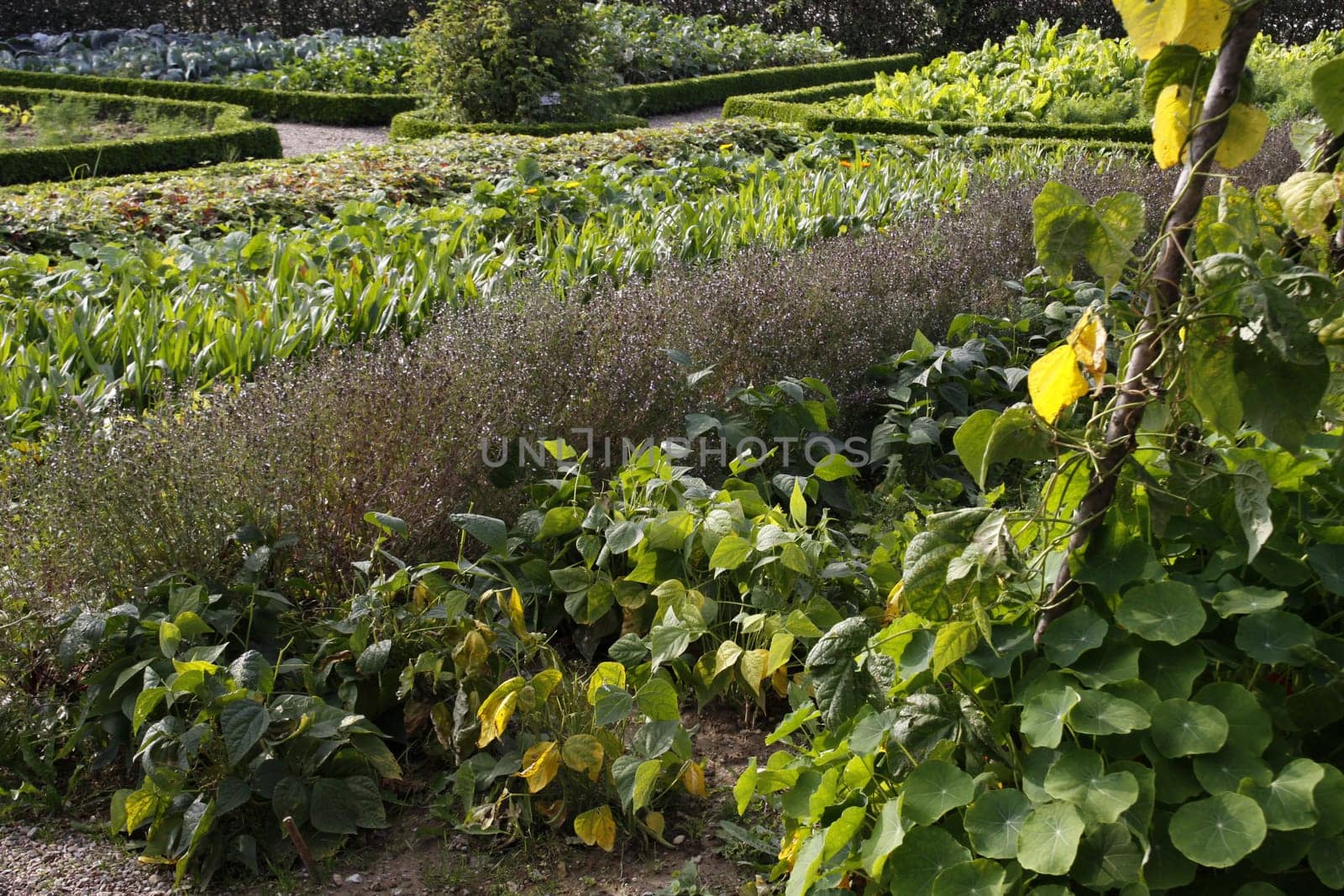 Vegetable garden
