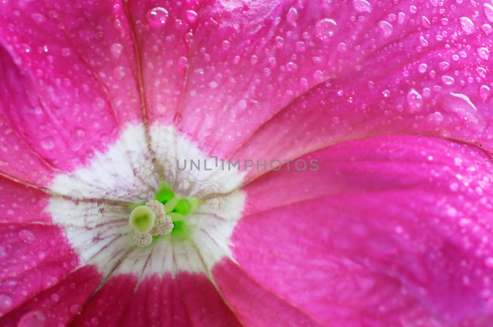 Wet blossom petunia