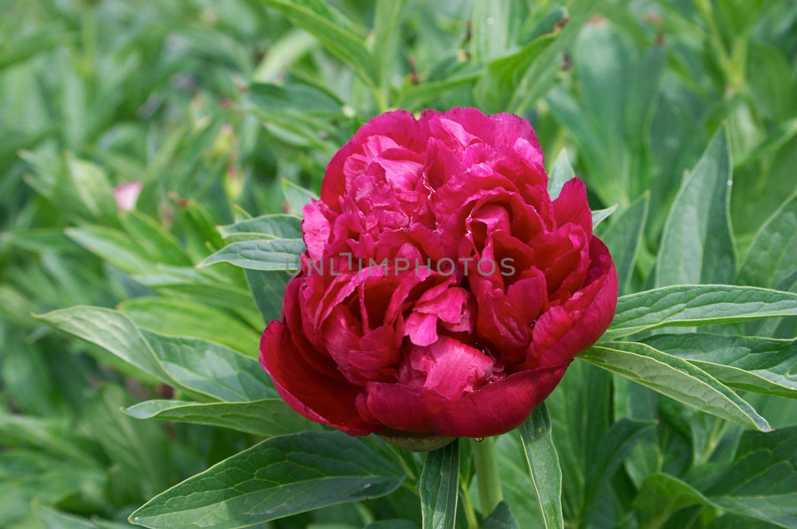 Red Peony flower