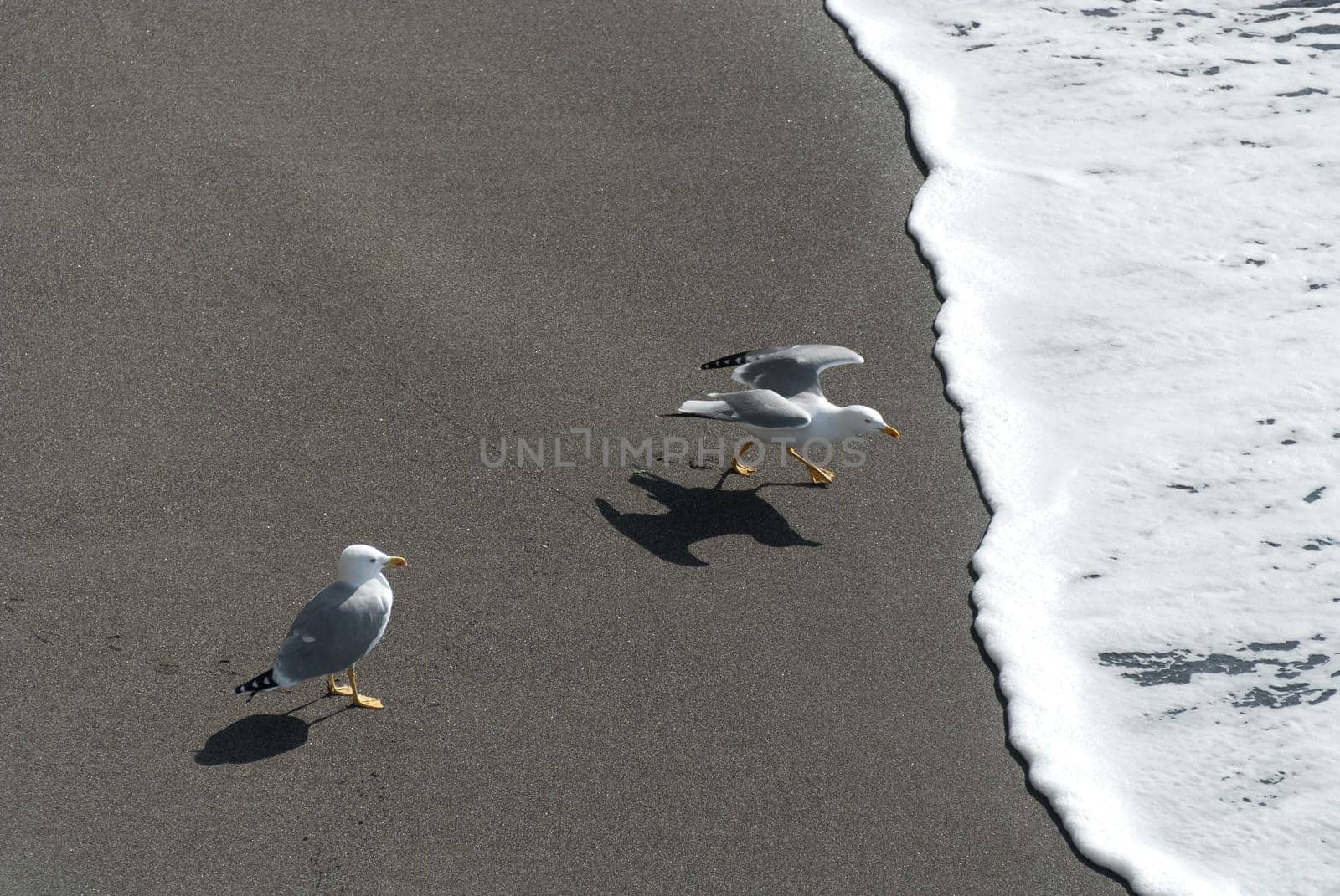 seagulls on the beach while playing with the waves