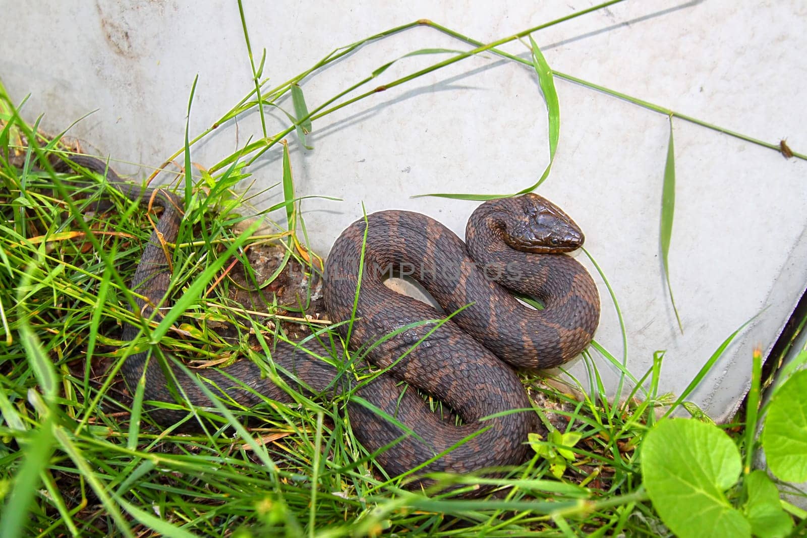 Northern Watersnake (Nerodia sipedon) lives amongst urban sprawl of Chicago.