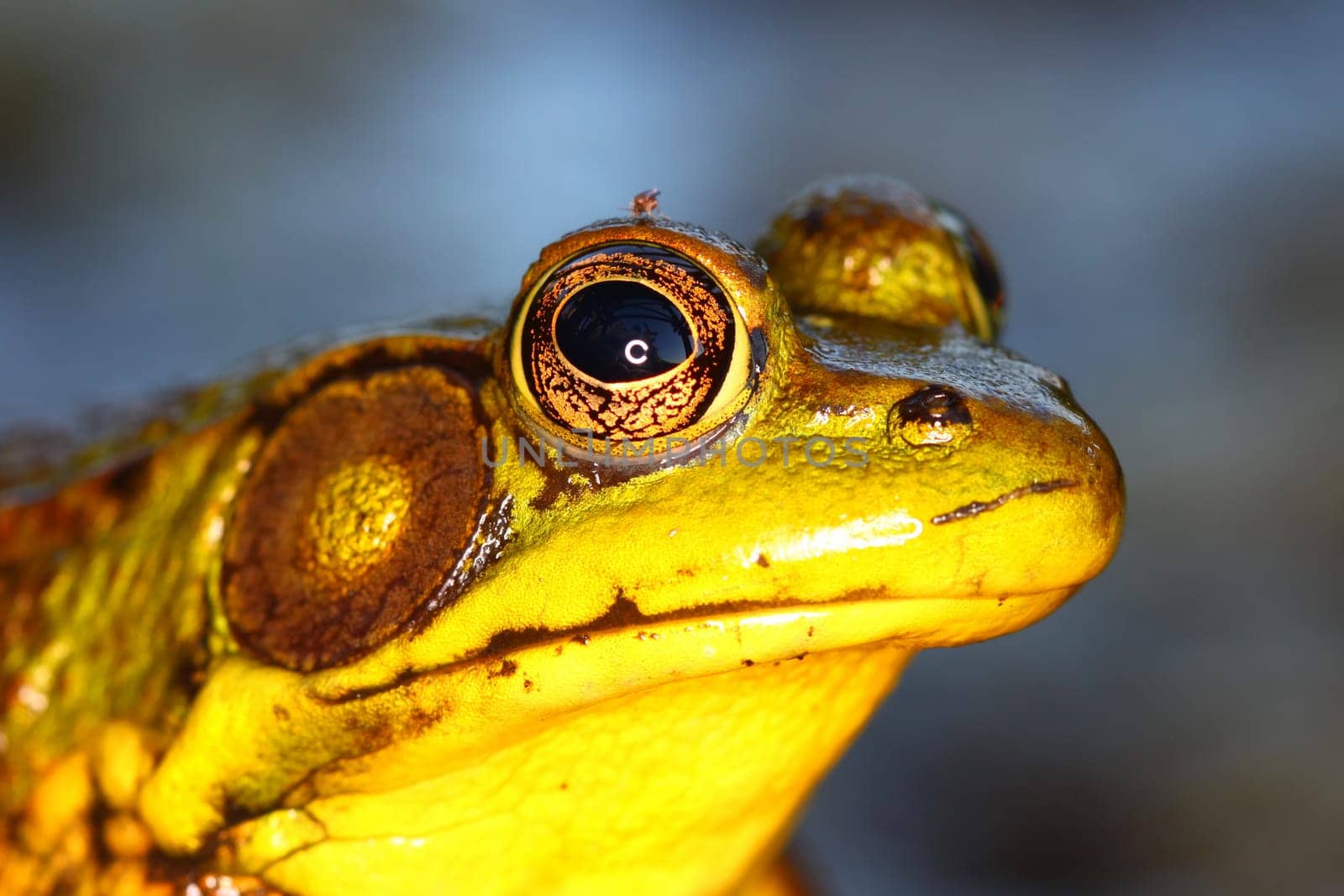 Portrait of a Green Frog (Rana clamitans) in northern Illinois.