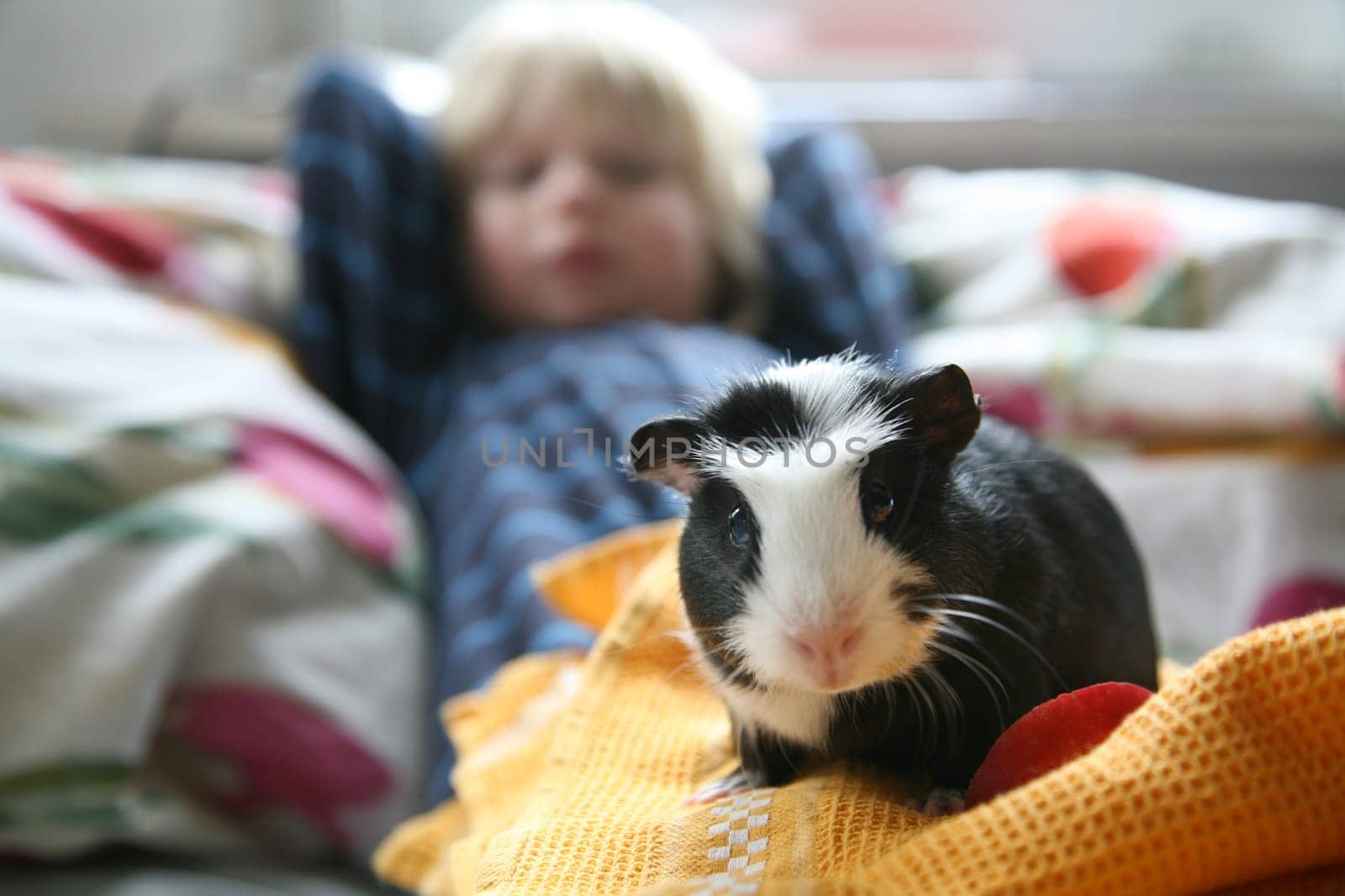 Boy with guinea pig