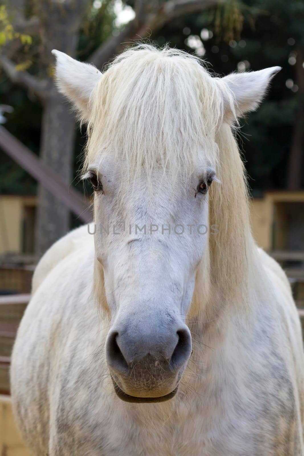 Snow white horse portrait