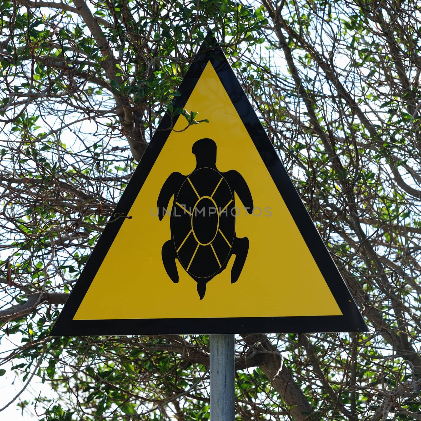 Turtle Shield
