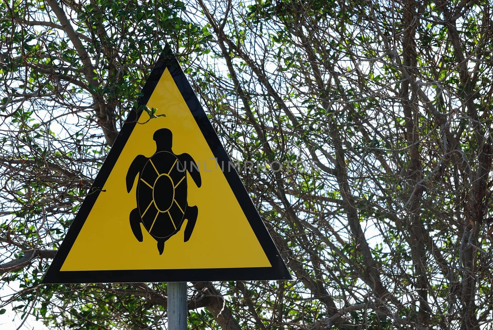 Turtle Shield
