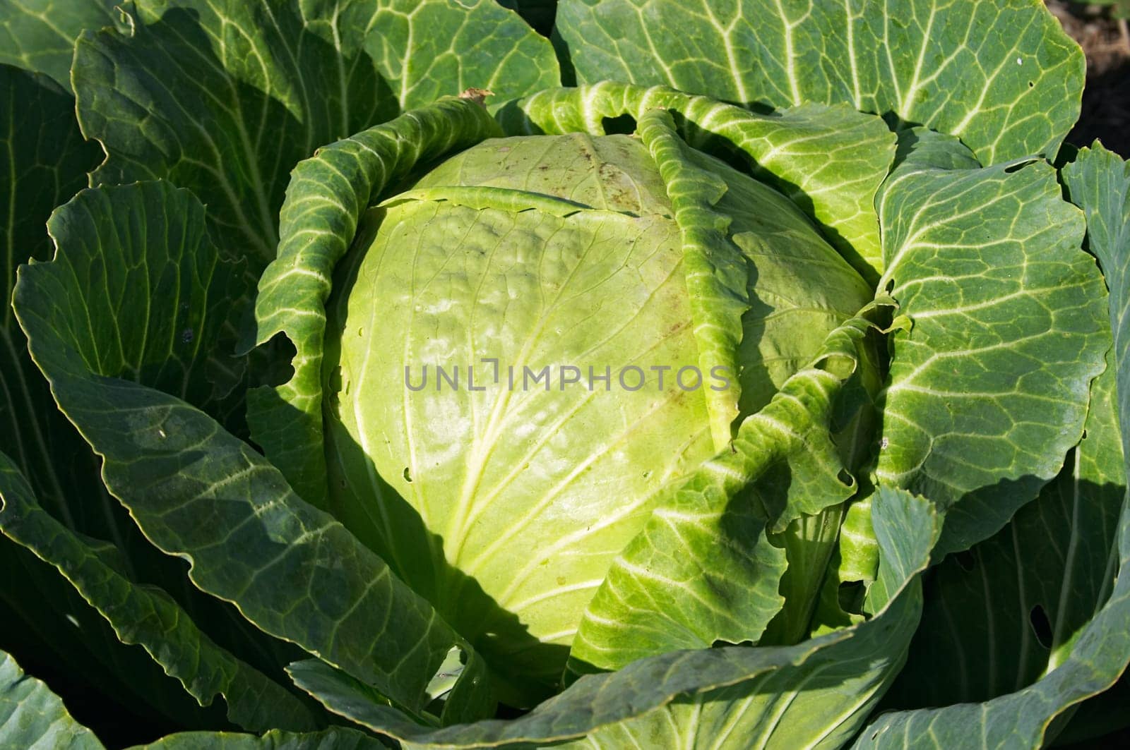 Cultivated cabbage. September 2006, private farm near Karaganda, Kazakhstan