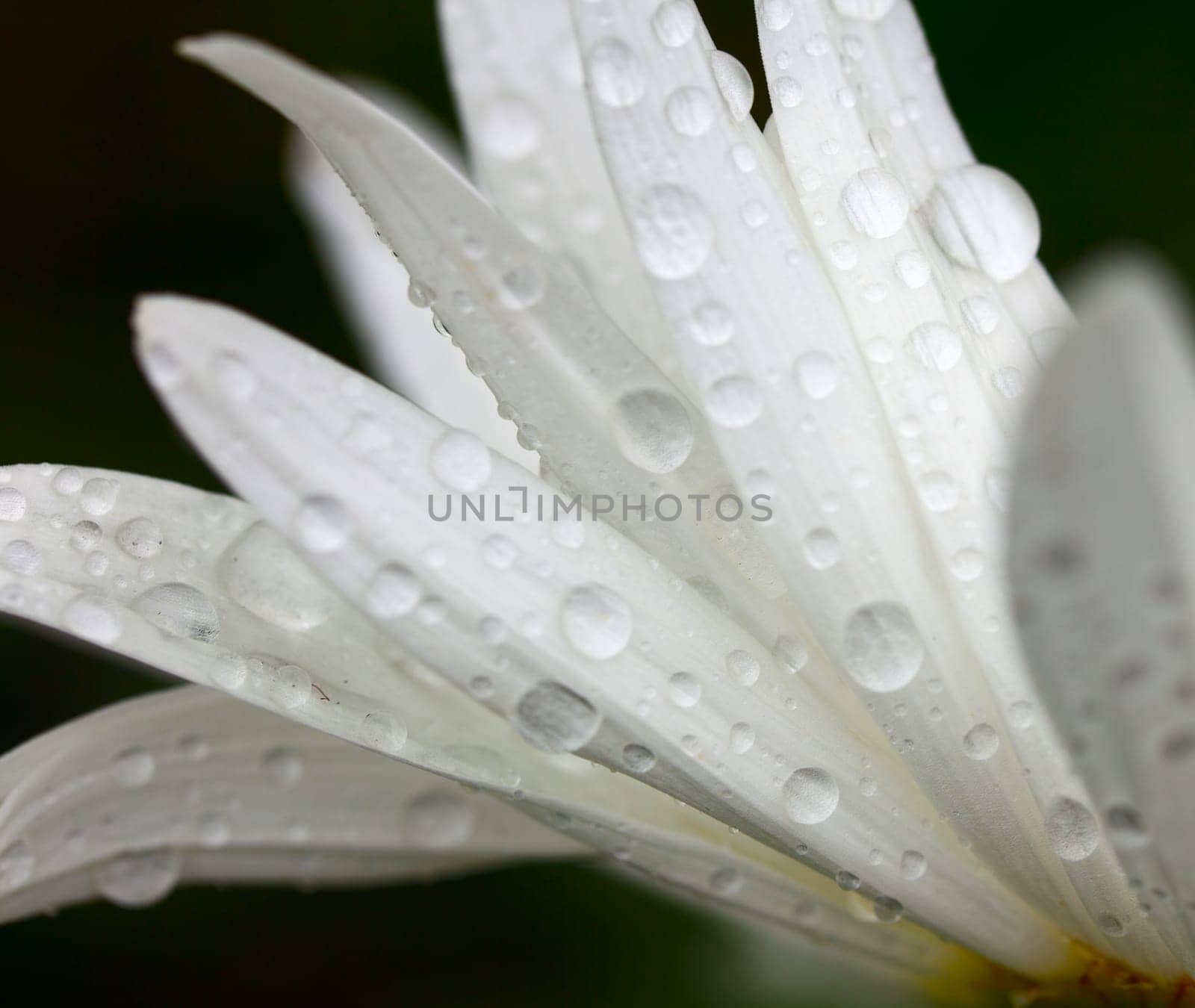 Dew drops on the chamomile petals.