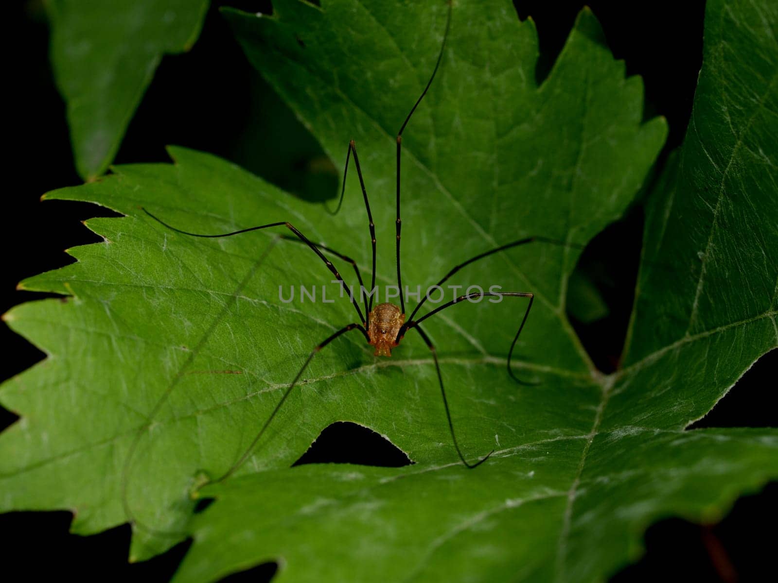 Harvestman
