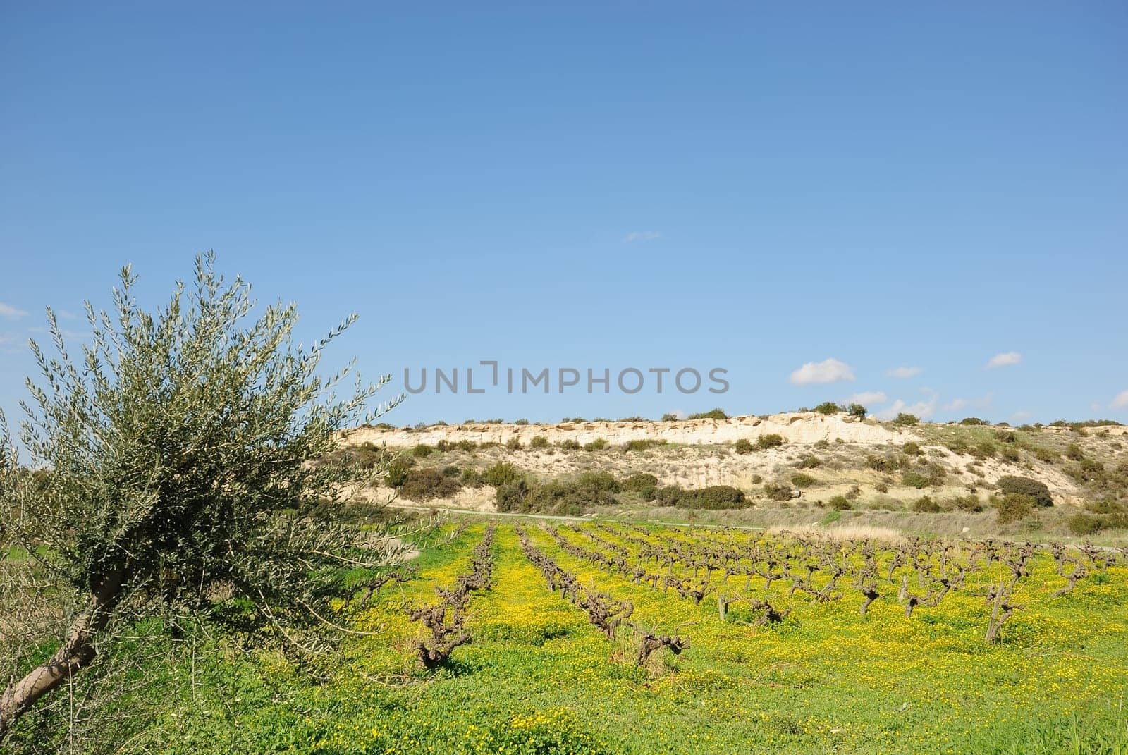 Vineyards