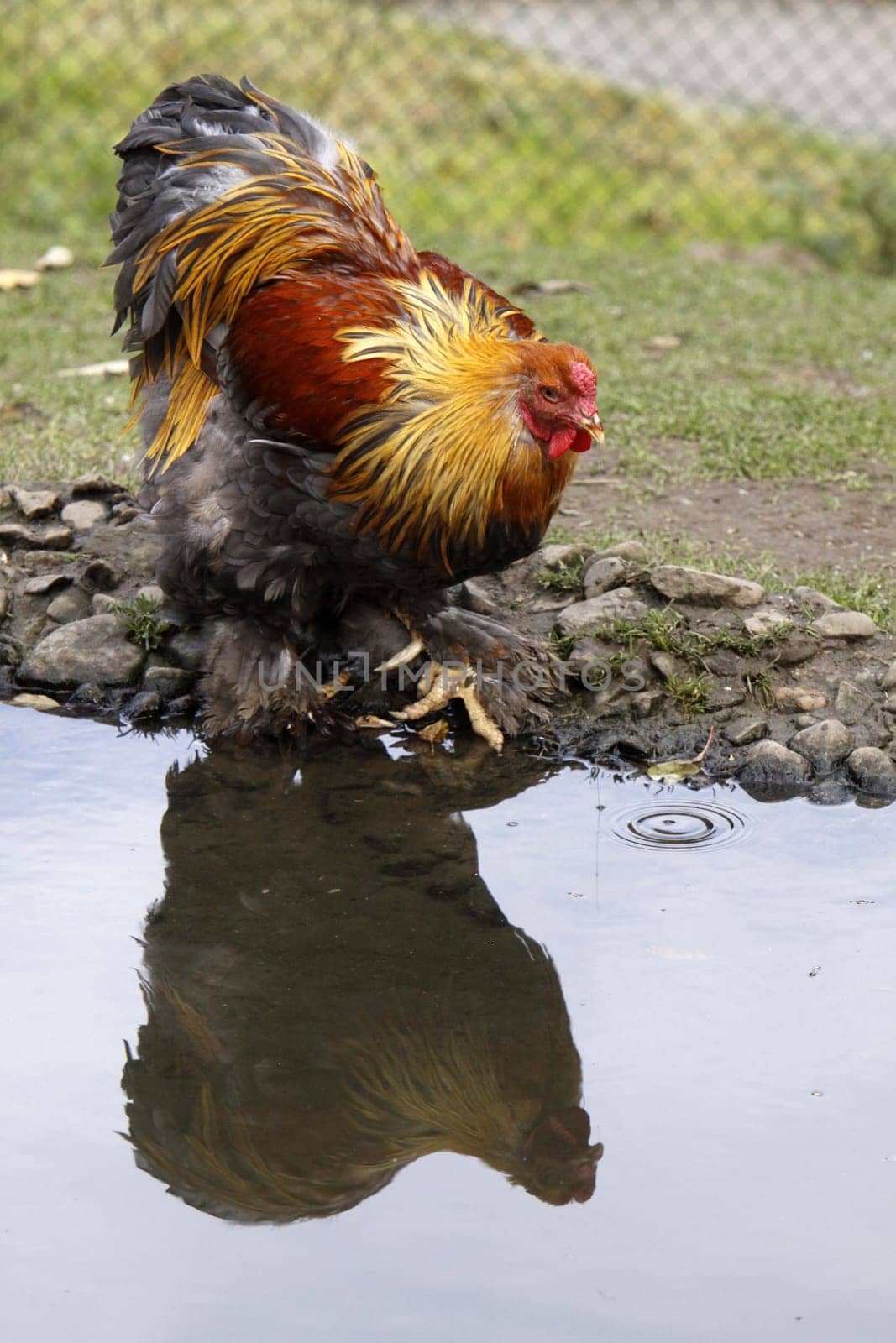 Rooster at a pond
