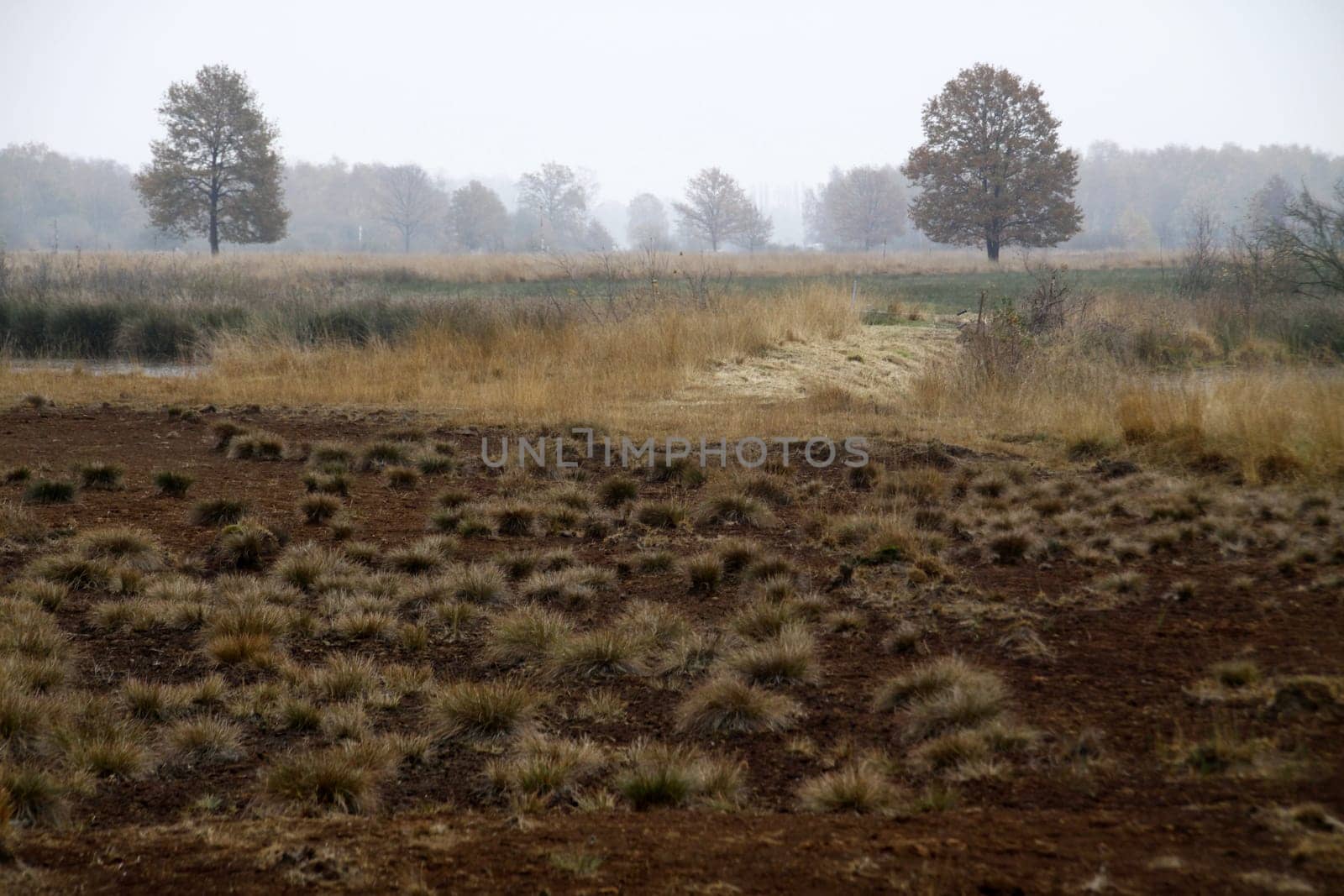 Grasbulten in the Hiller Moor
