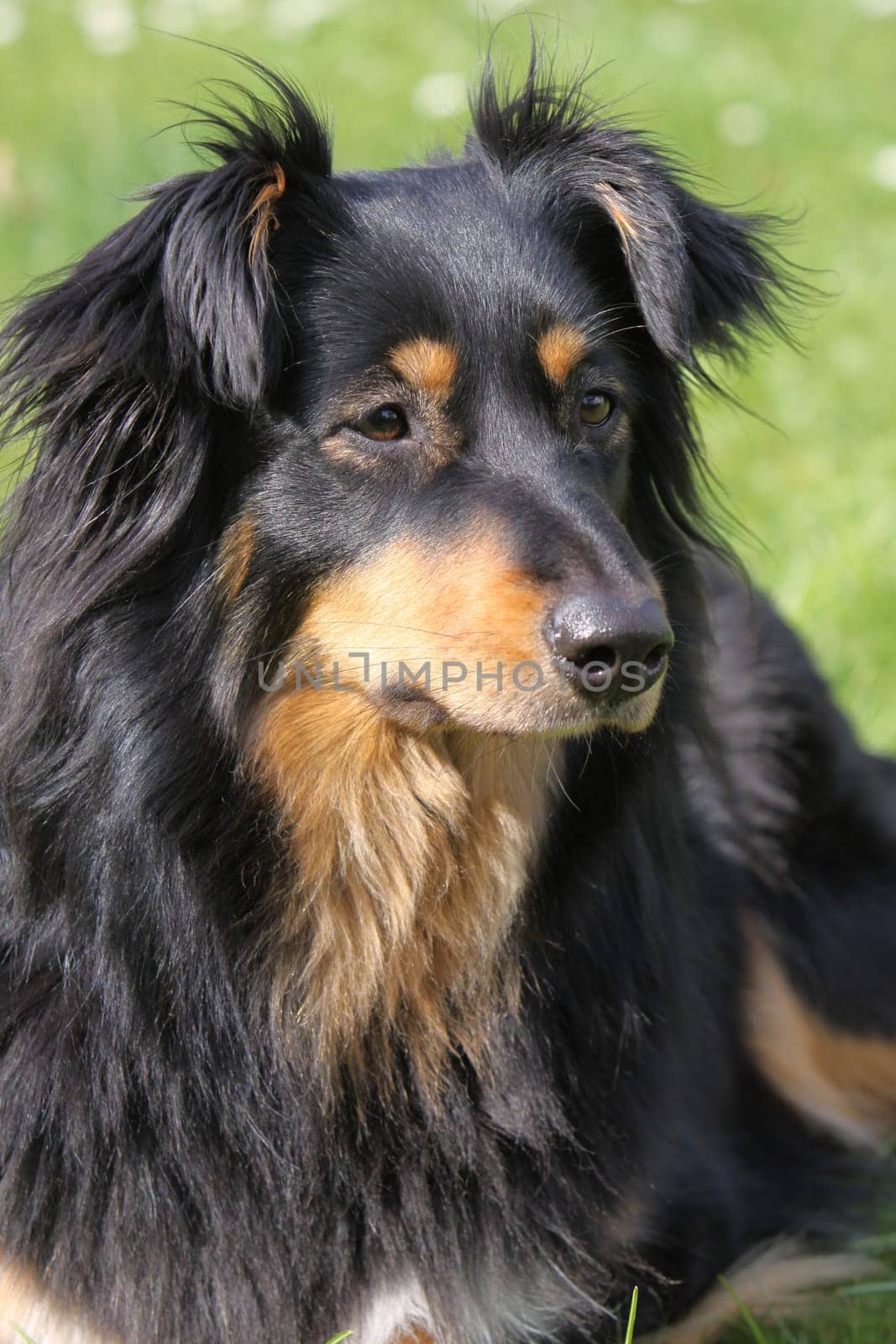 Black-brown mixed breed dog