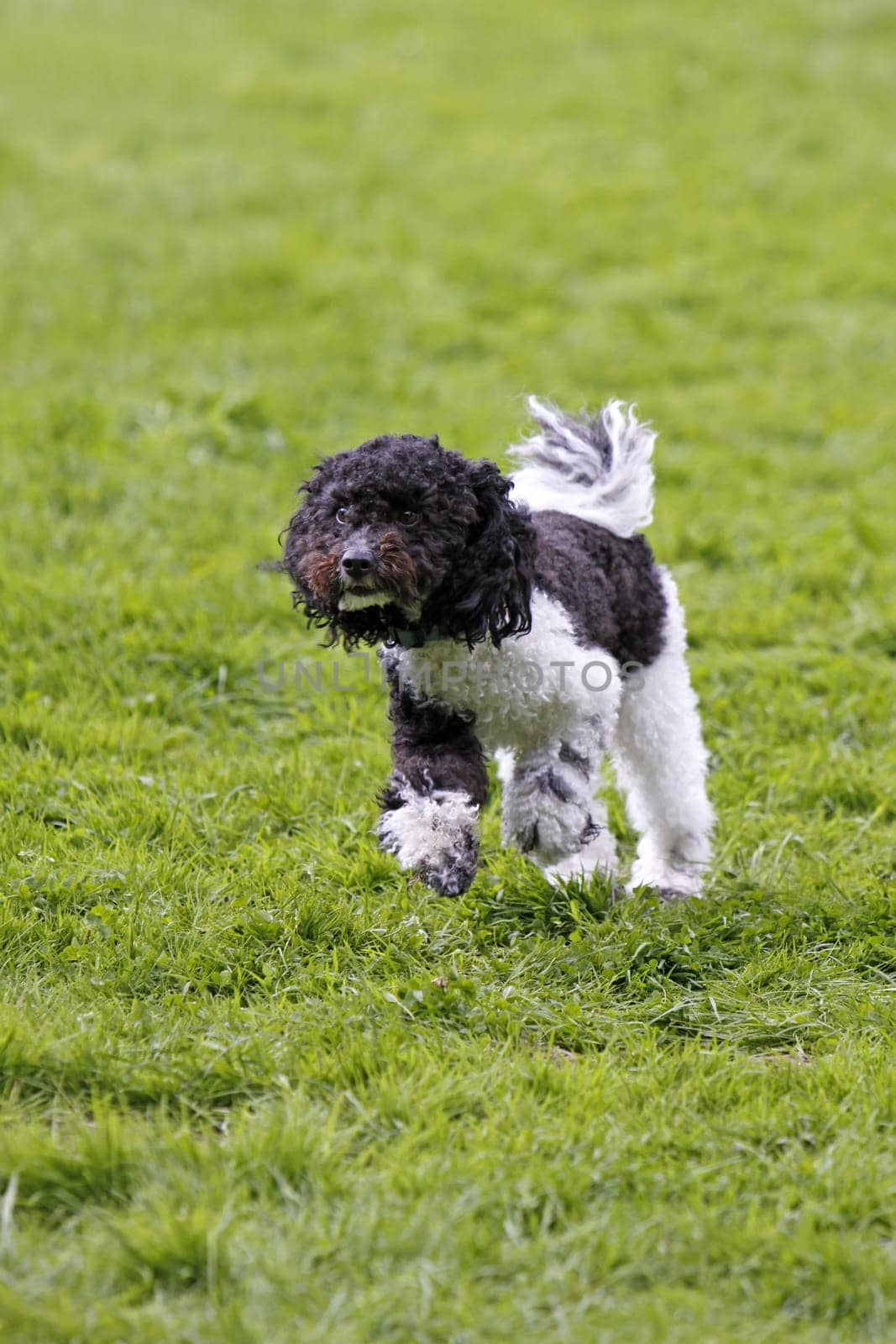 Running dog in dog sports