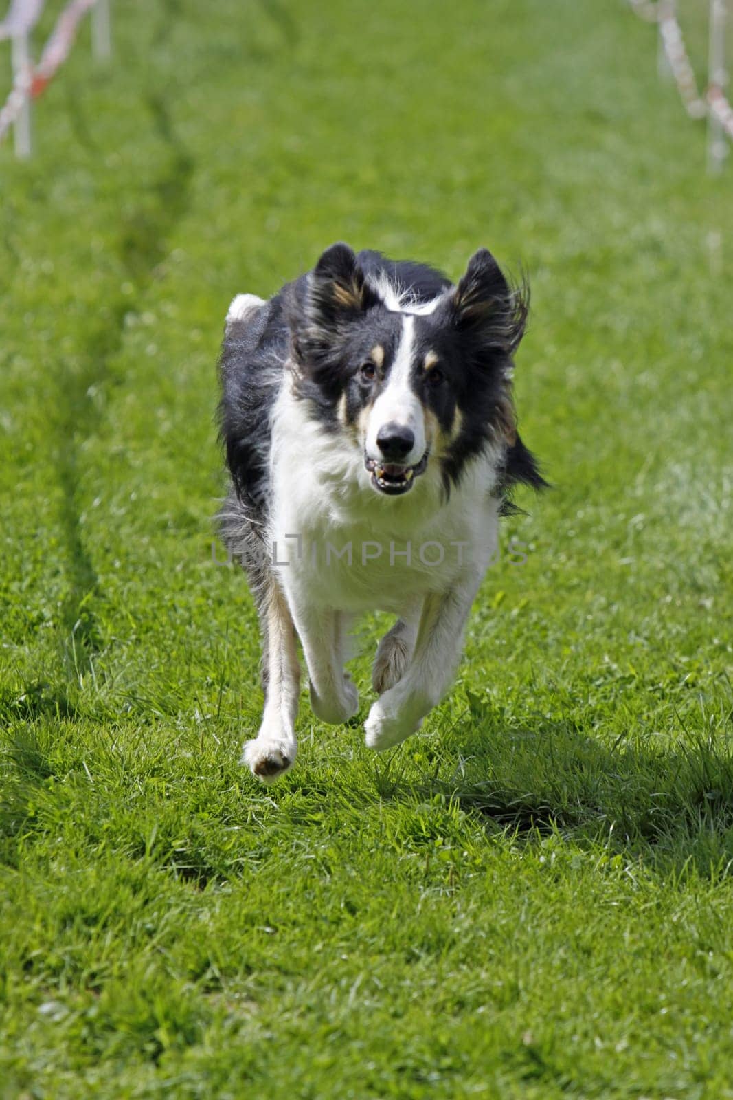 Running dog in dog sports