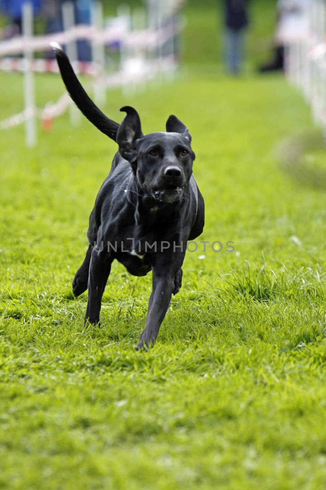 Running dog in dog sports