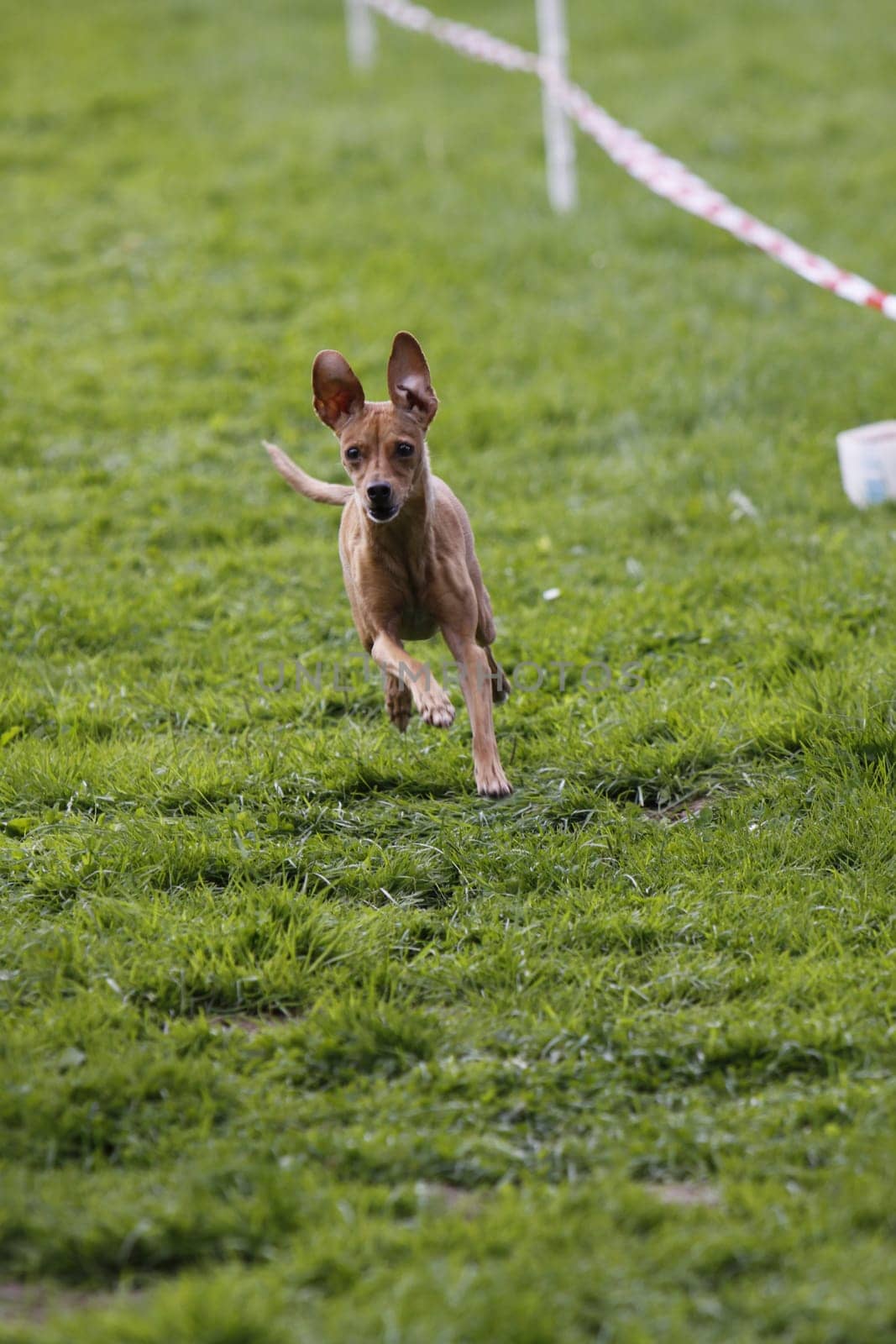Running dog in dog sports