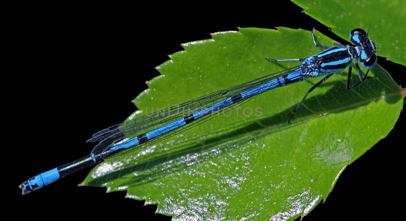 Coenagrion puella