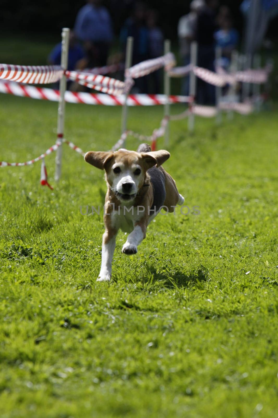 Running dog in dog sports