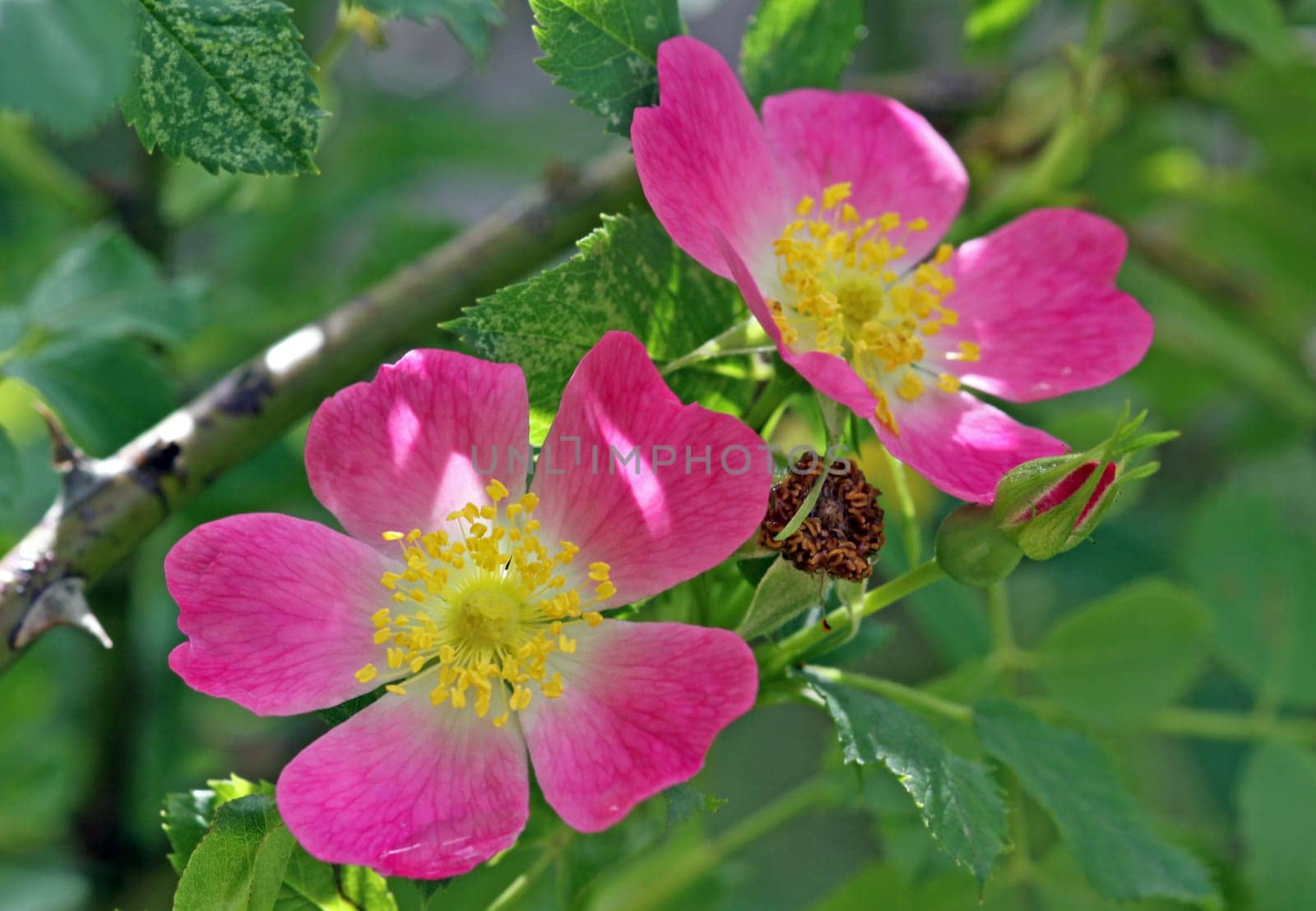 Rosa canina