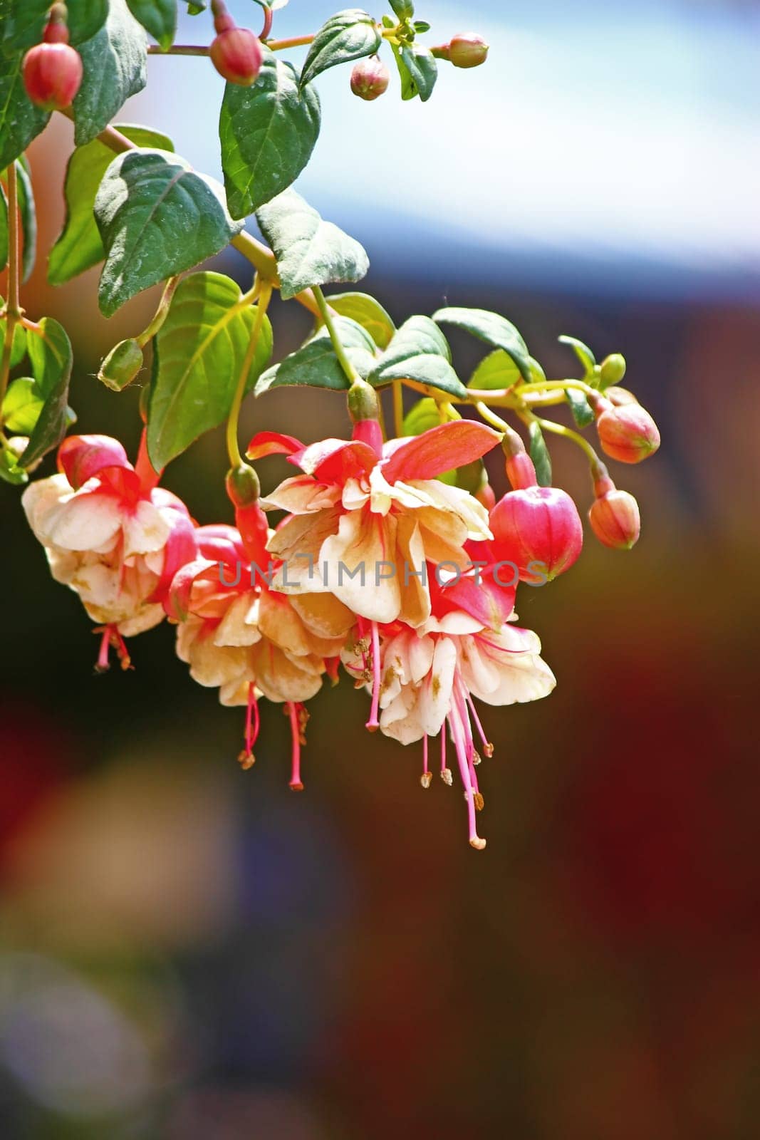 White and red flowers of fuchsia
