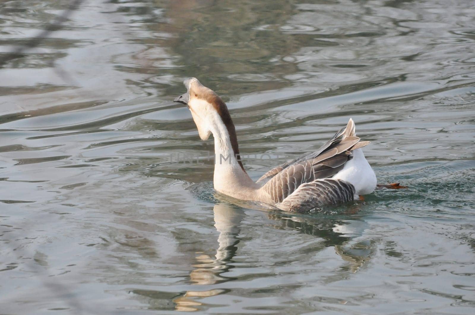 Duck bird scientific name Animalia Chordata Aves Anseriformes Anatidae