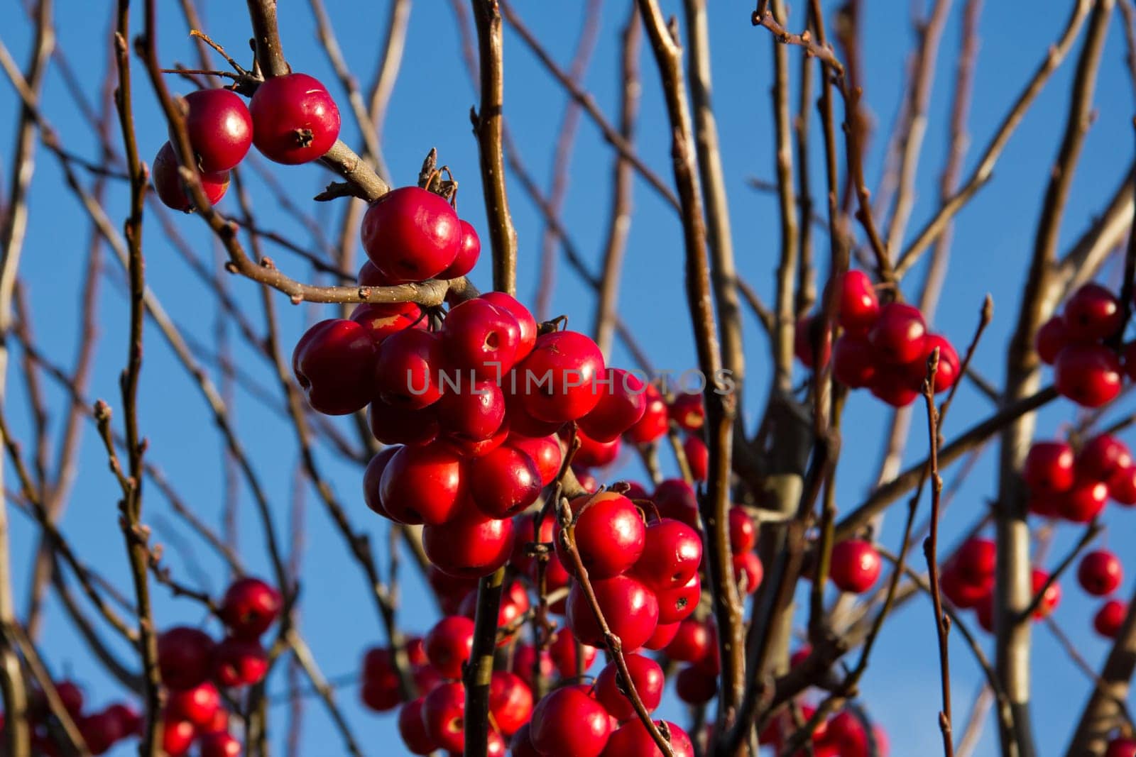 Bright red winter berries on a tree