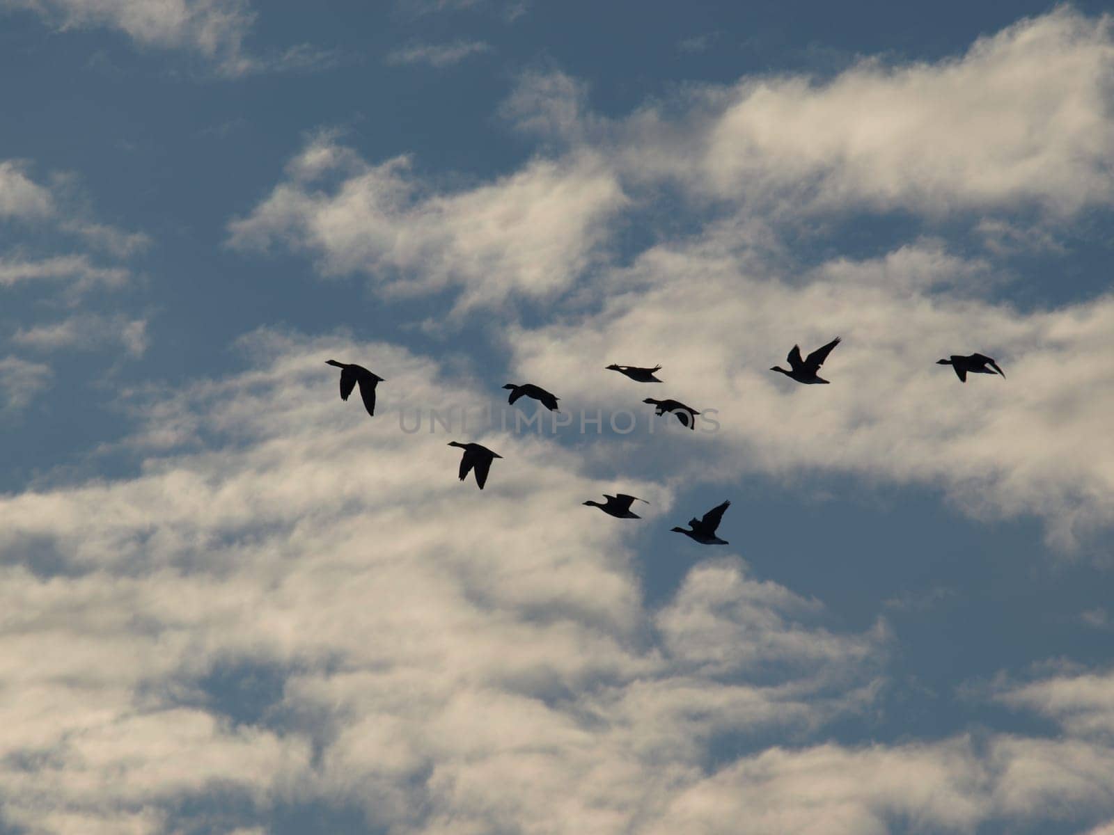 White-fronted Geese