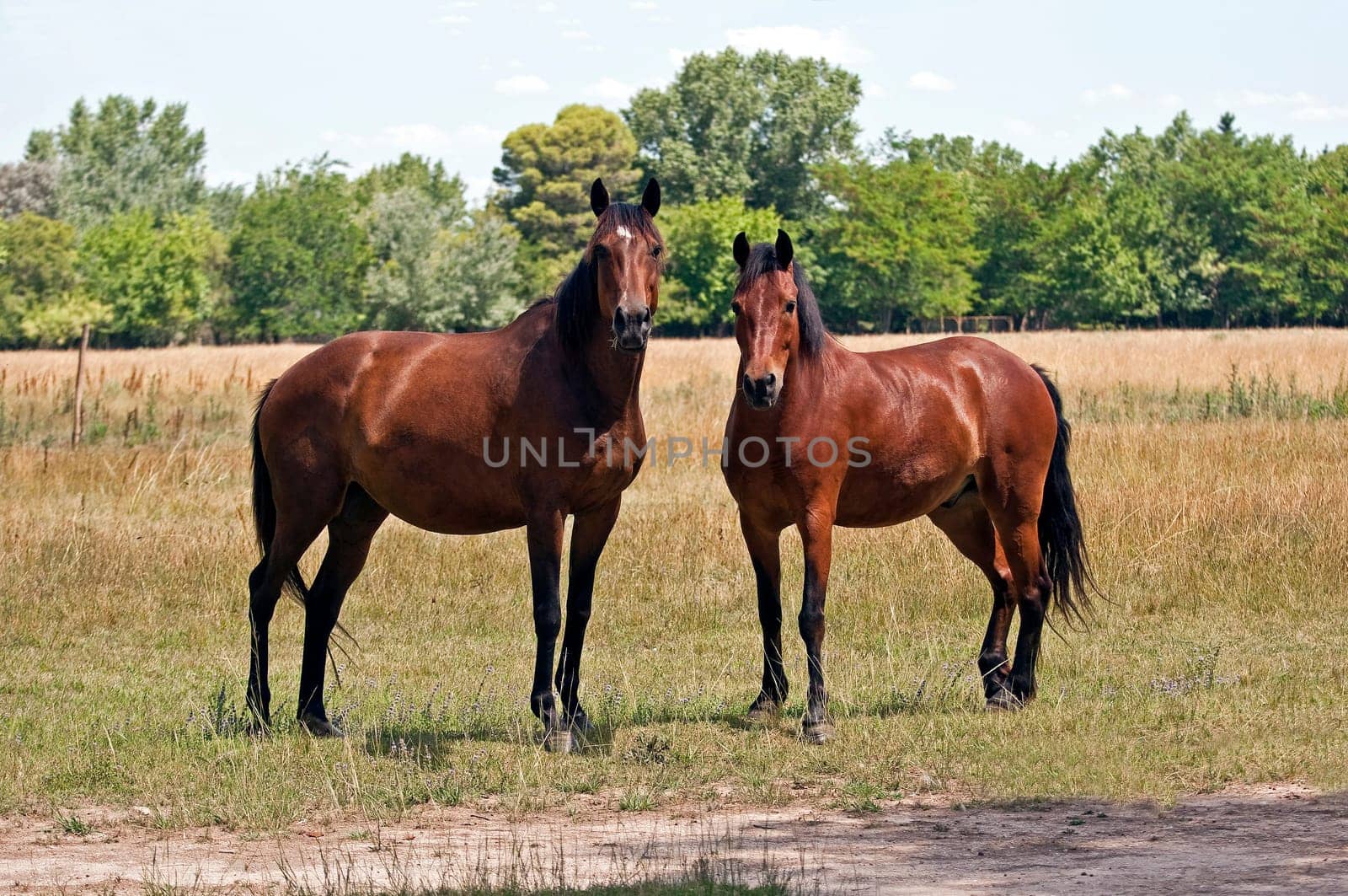 Image of two horses looking at the camera.