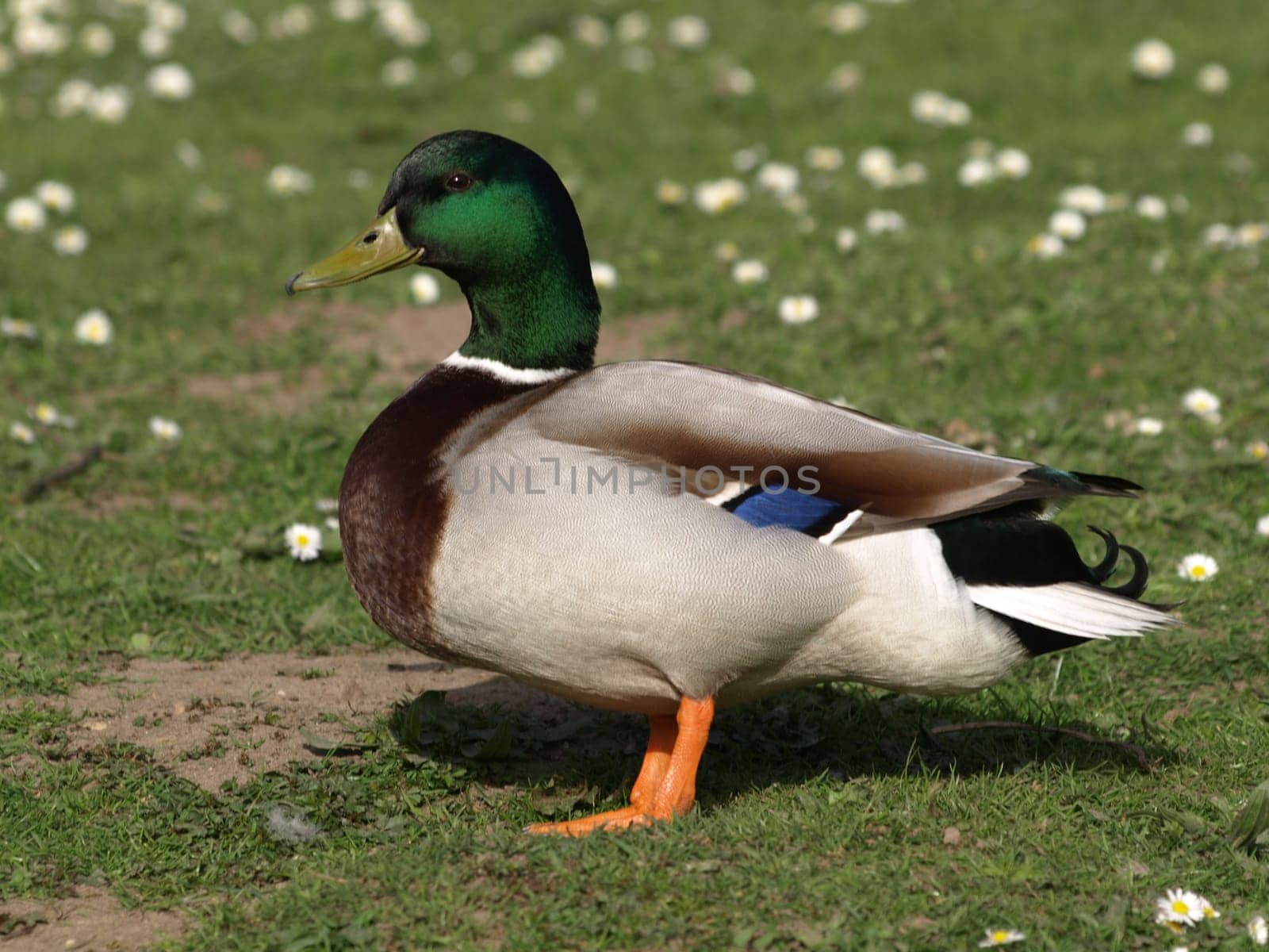 Mallard drake
