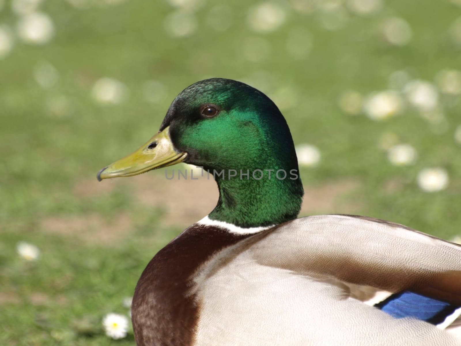 Mallard drake
