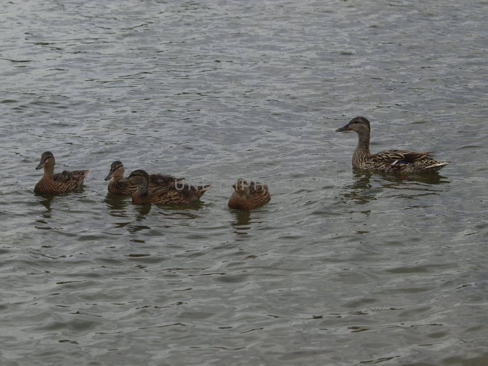 Mallards