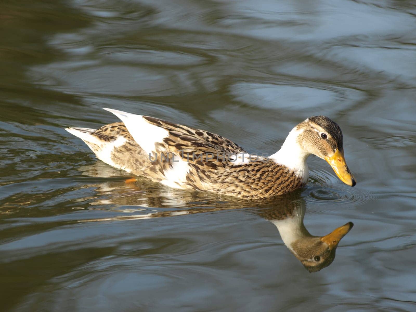 Duck