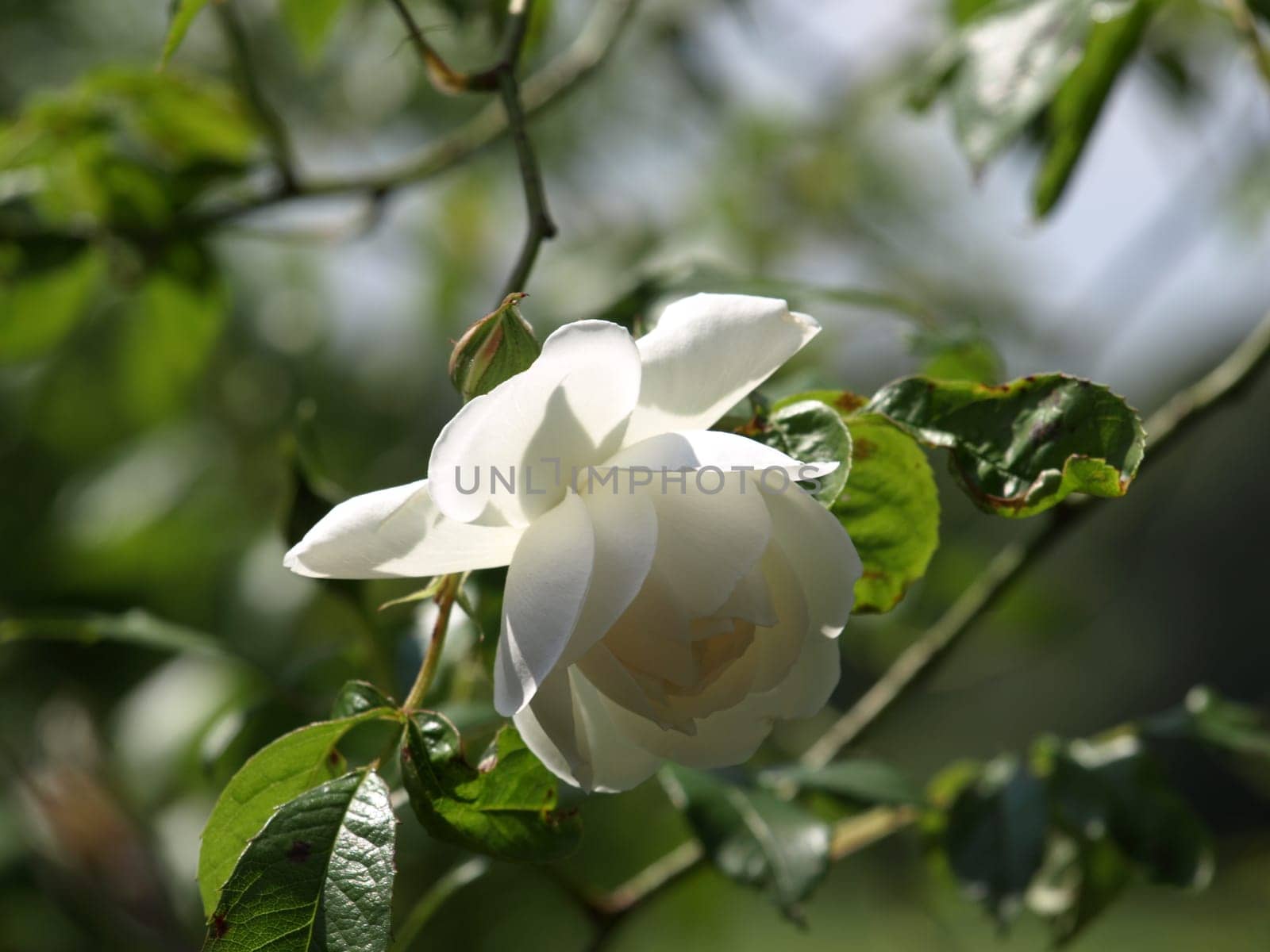 Climbing Rose