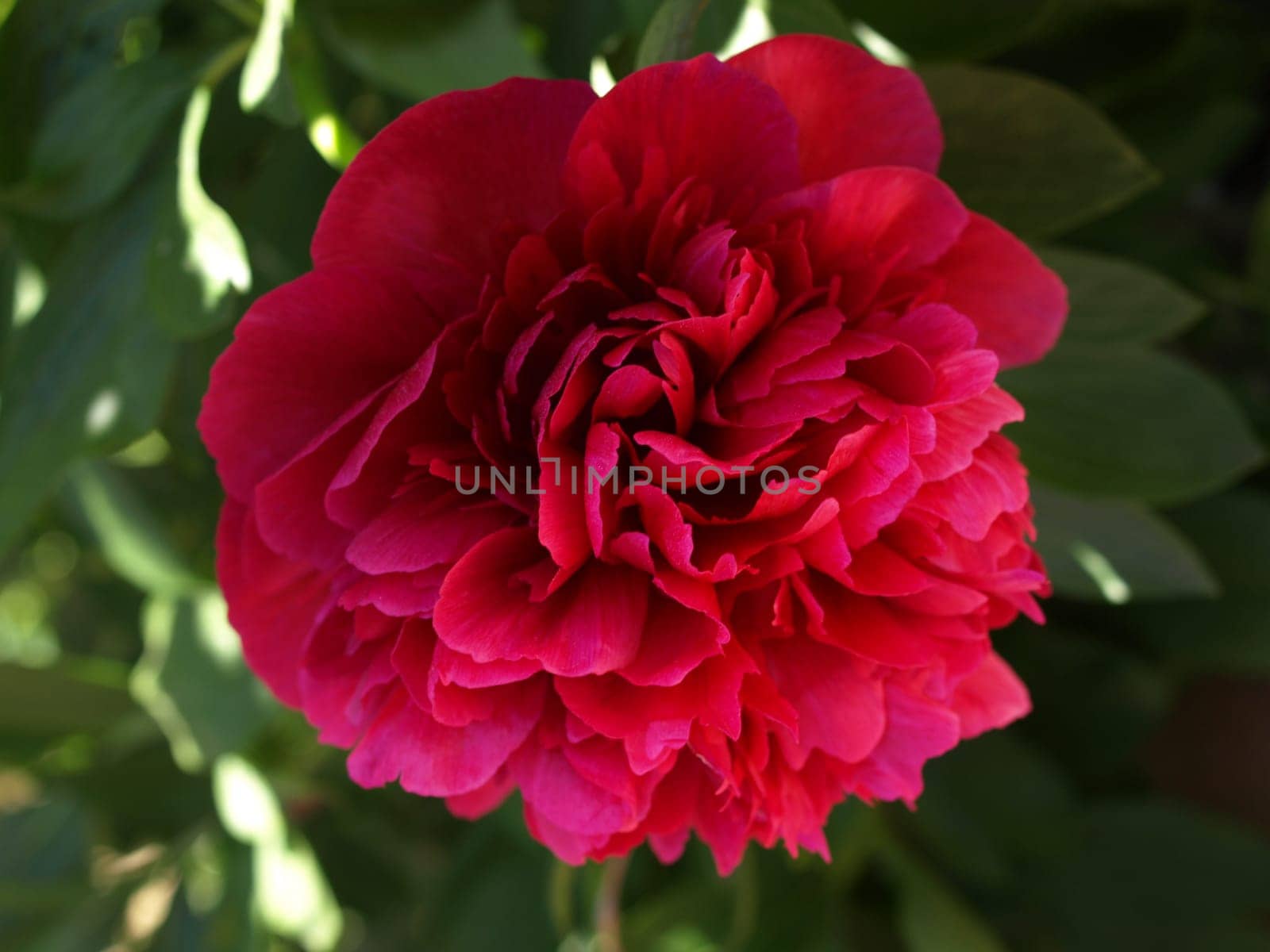 Peony