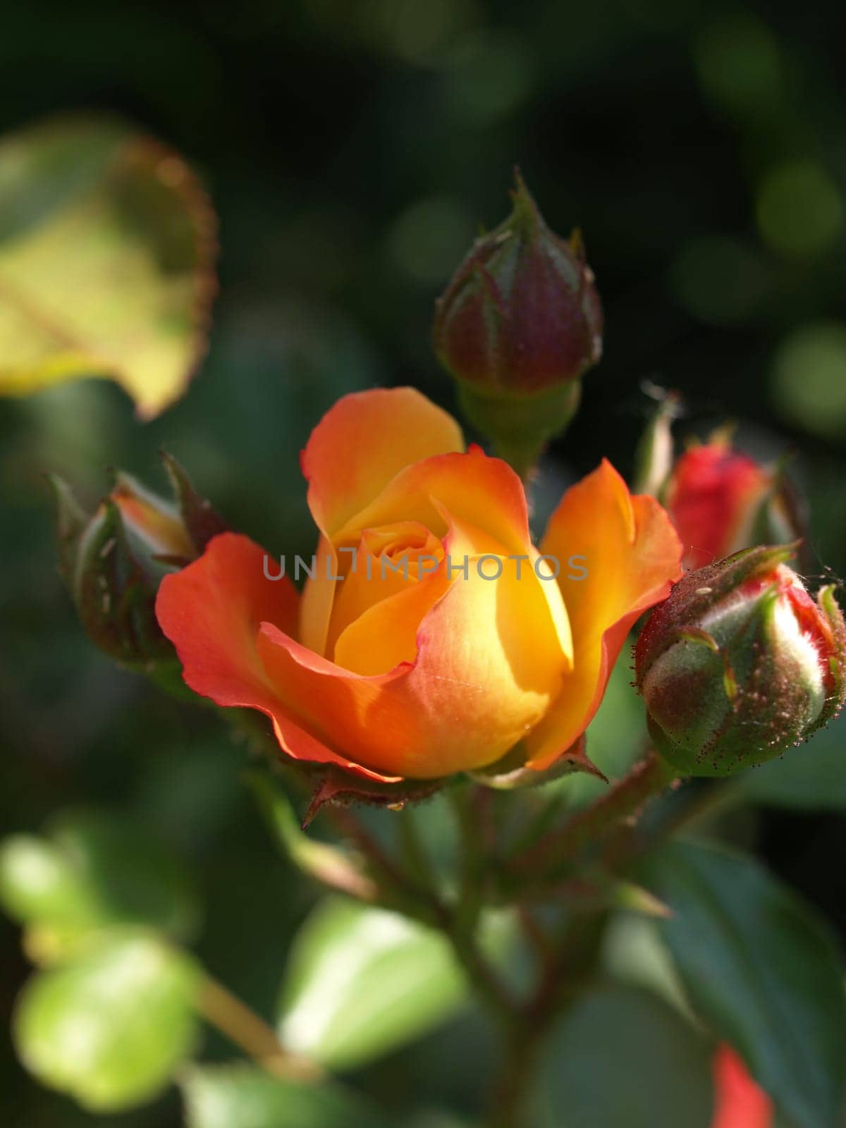 rose without hip without rosehip