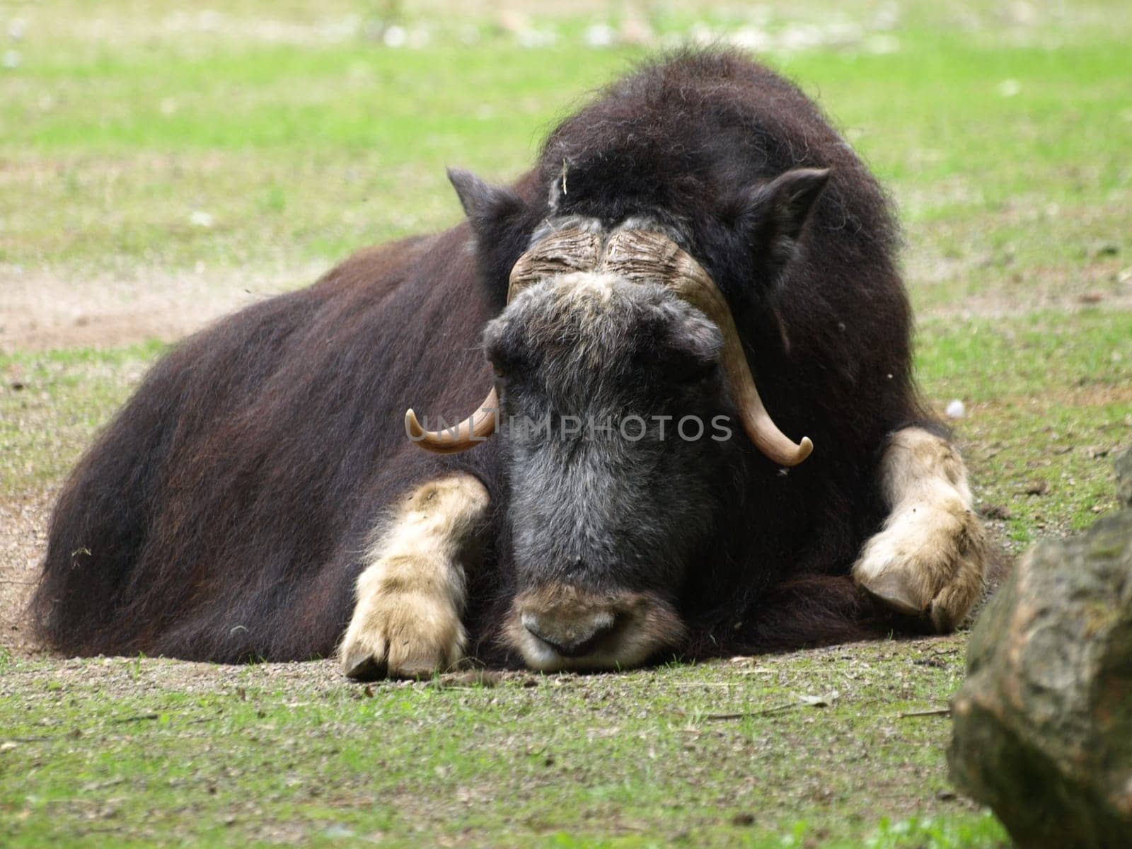 Musk ox