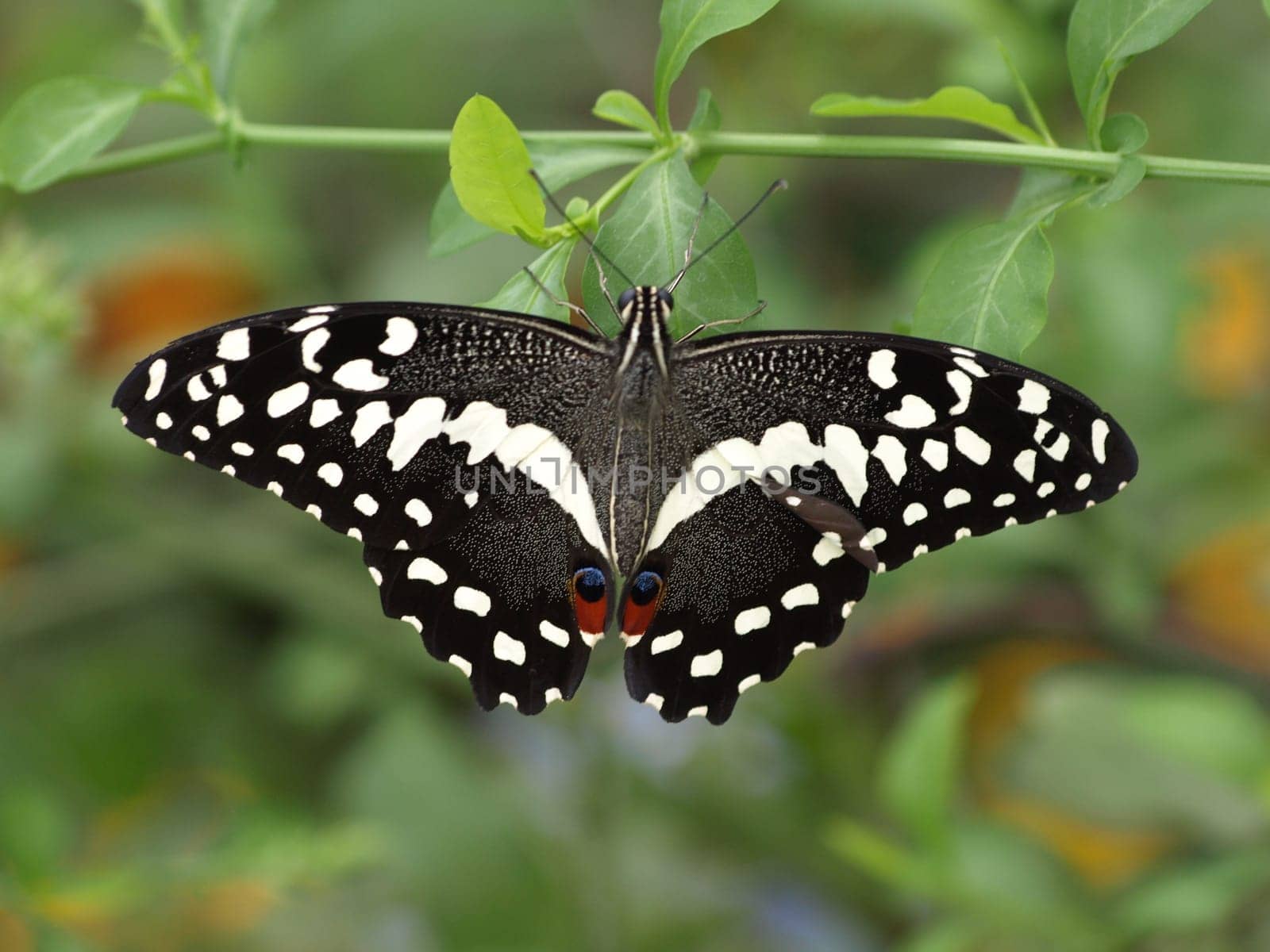 Citrus Butterfly