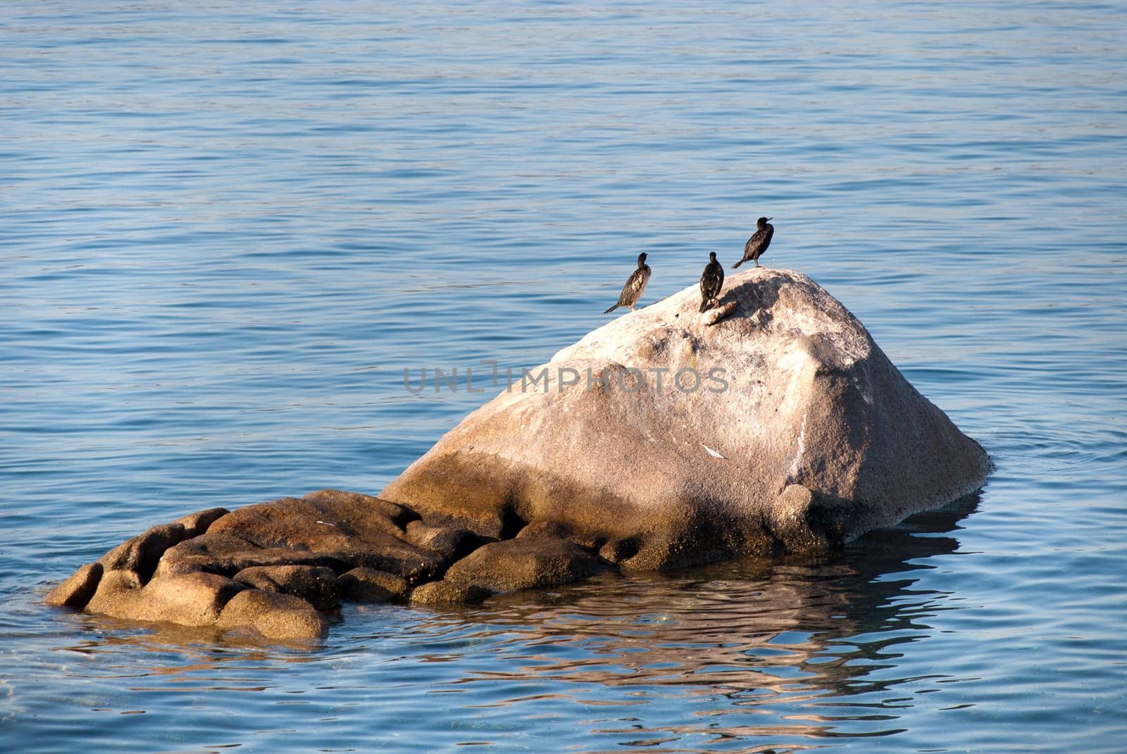 three cormorants on a rock on the island La Maddalena in Sardinia