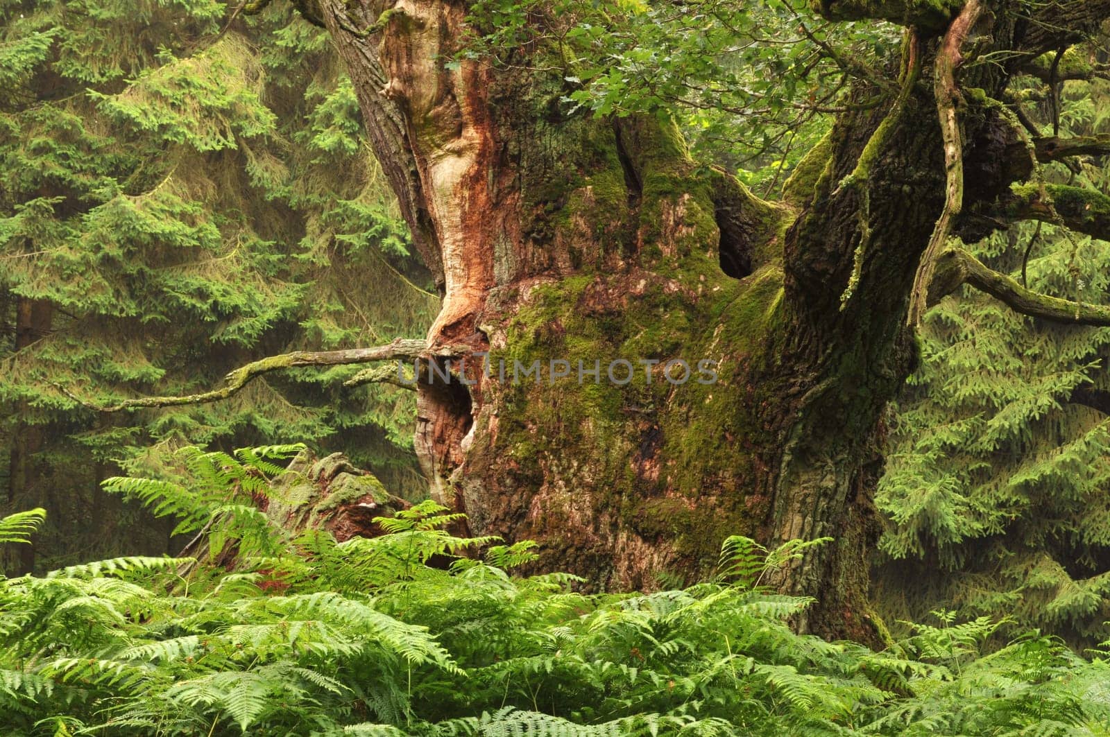 My favorite oak in the Reinhardswald
