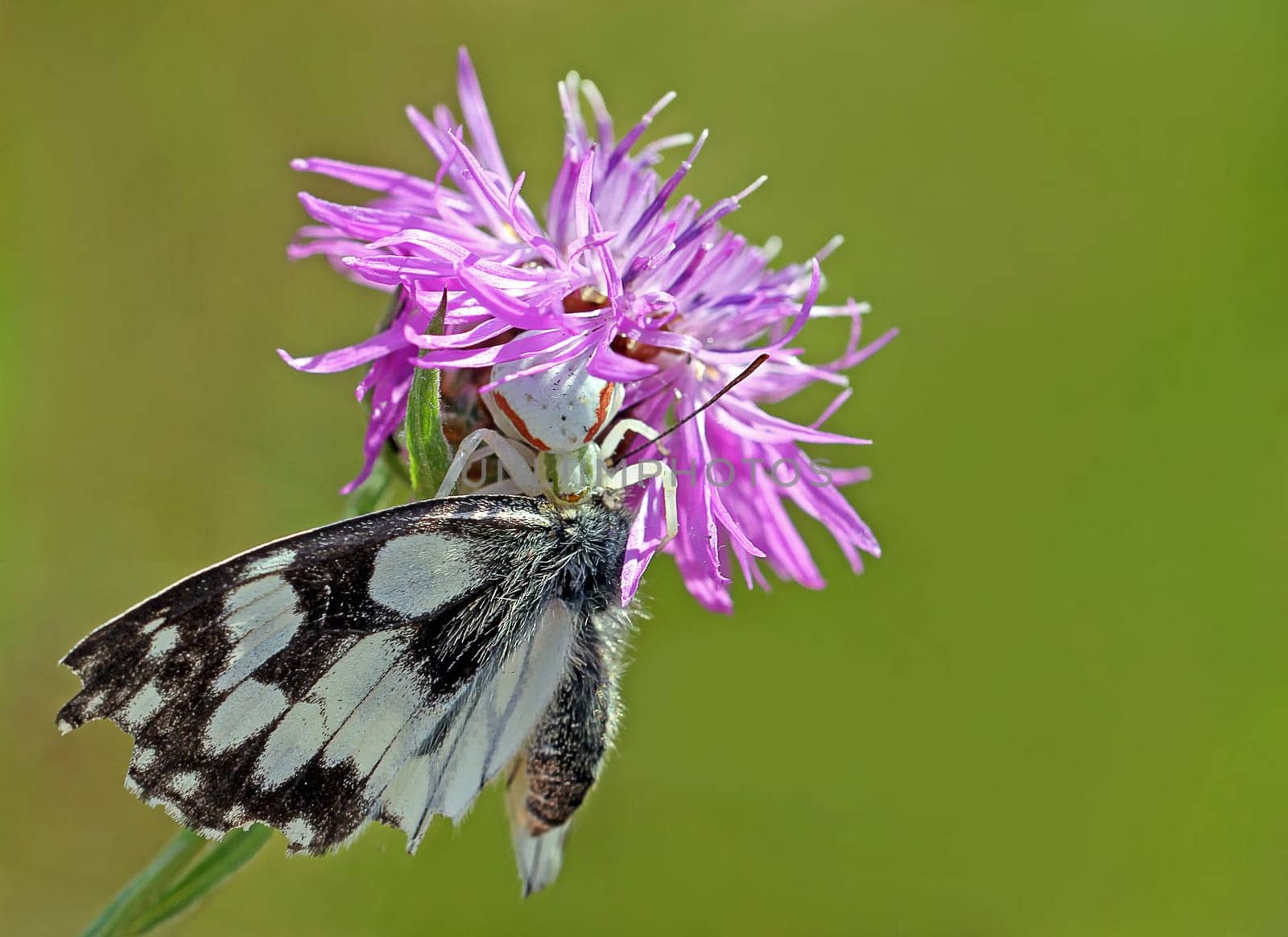 Variable crab spider (Misumena vatia) preys on checkerboard butterflies (Melanargia galathea)