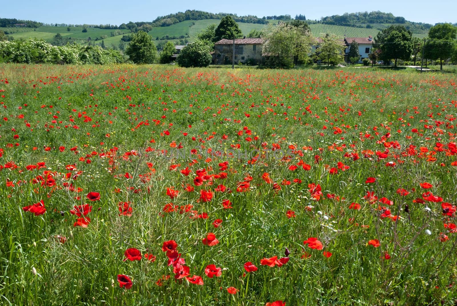 landscape of campaign with meadow poppies