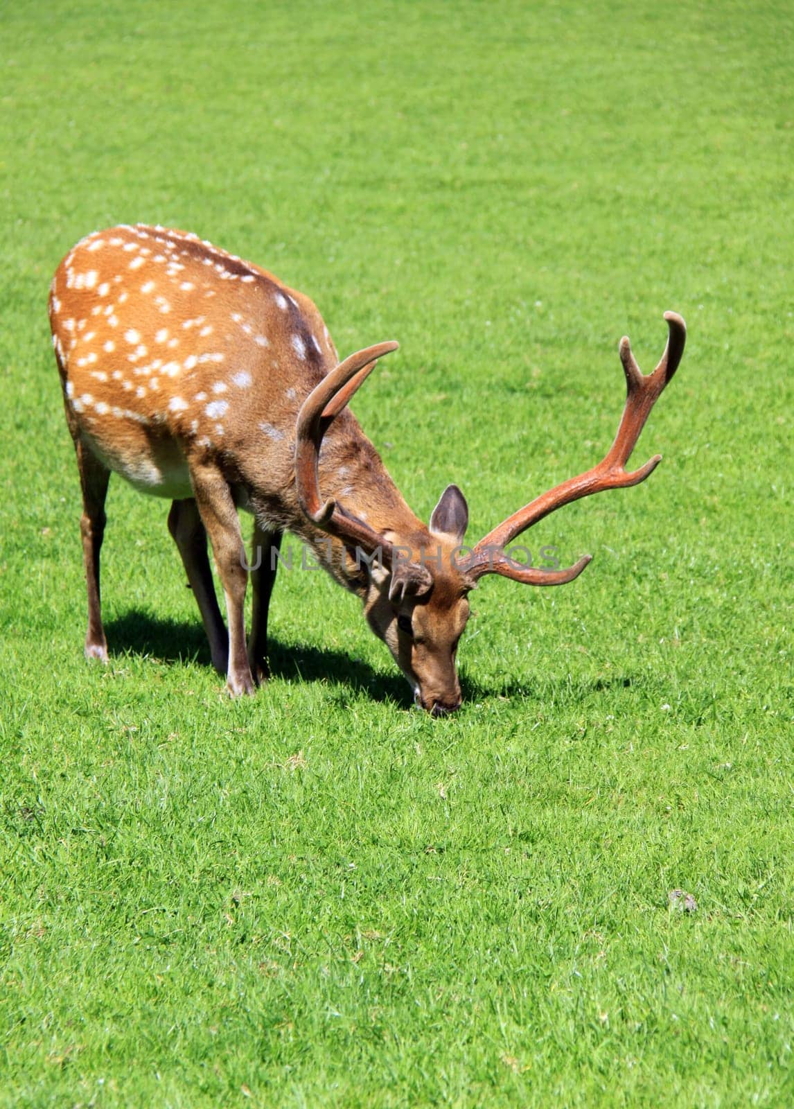 Fallow deer