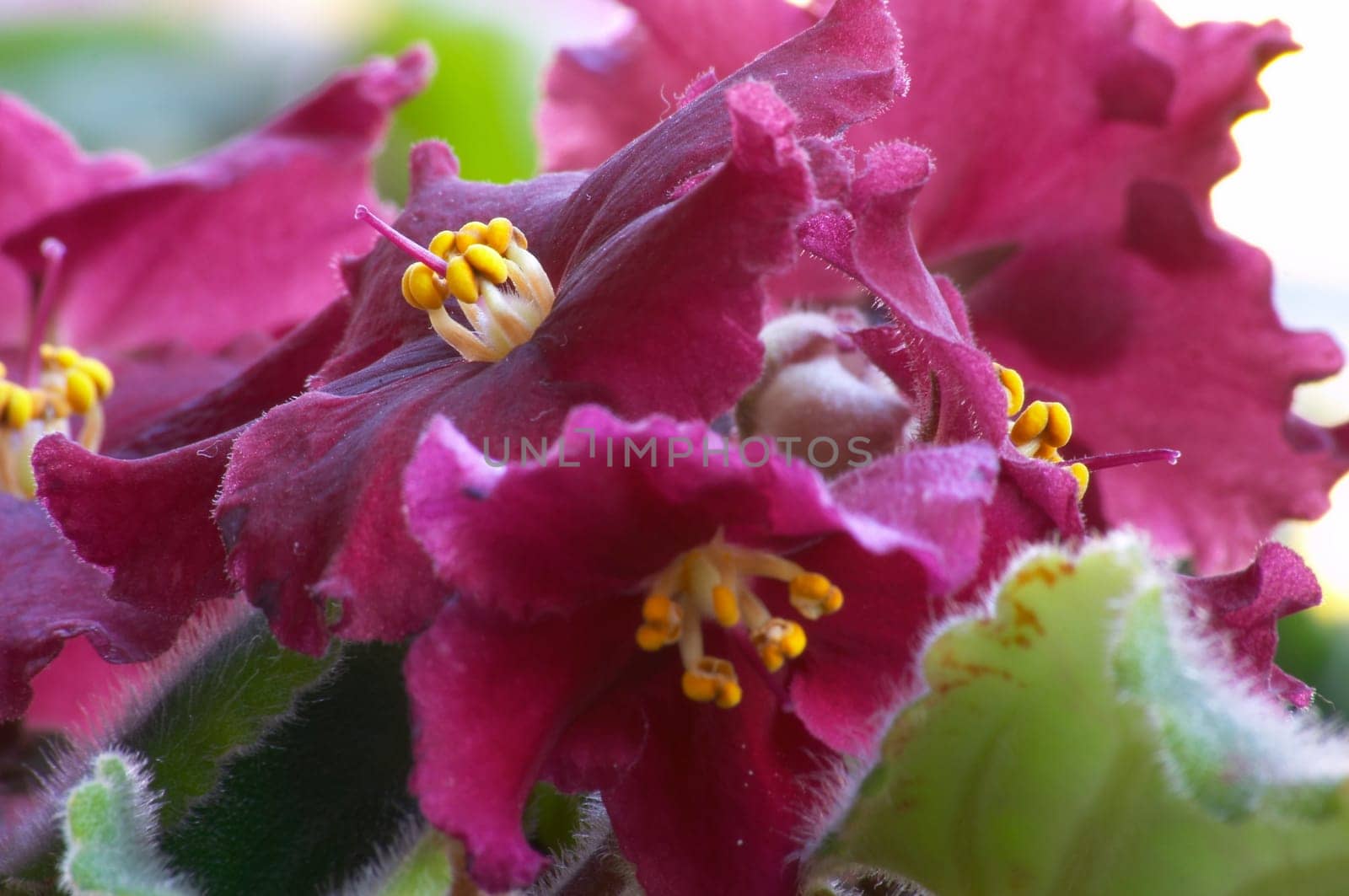 Macro of African violet