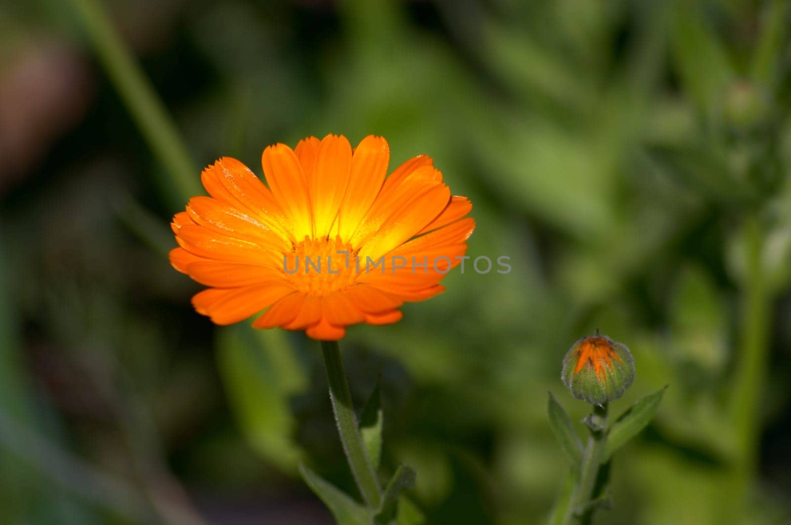 Calendula. Macro