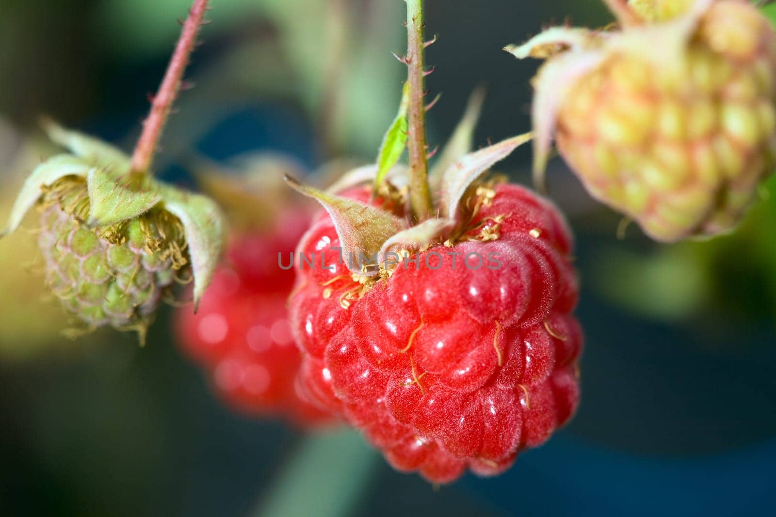 Ripe raspberry, macro, shallow DOF