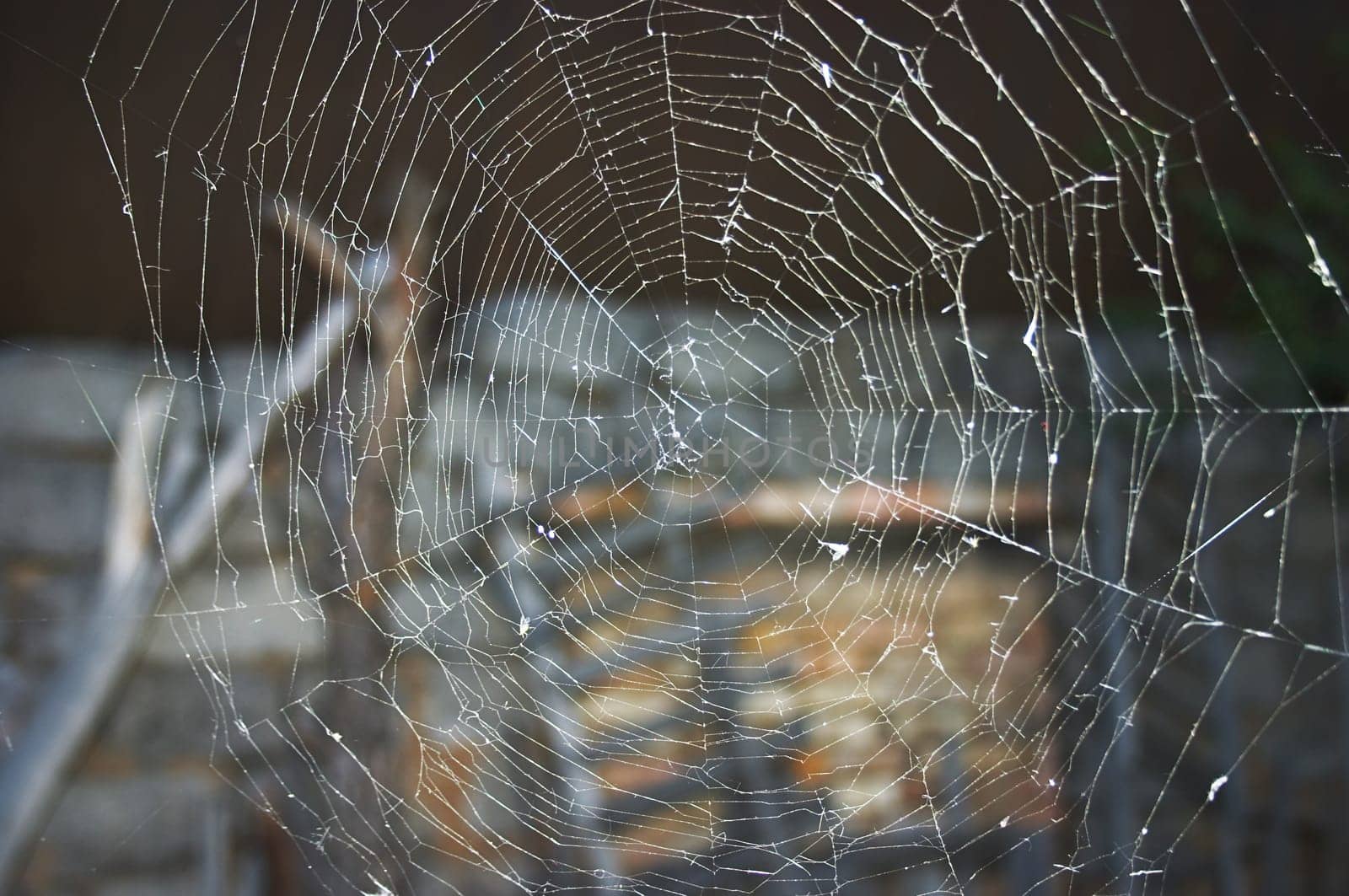 Spider web with dew drops. Blurred background.