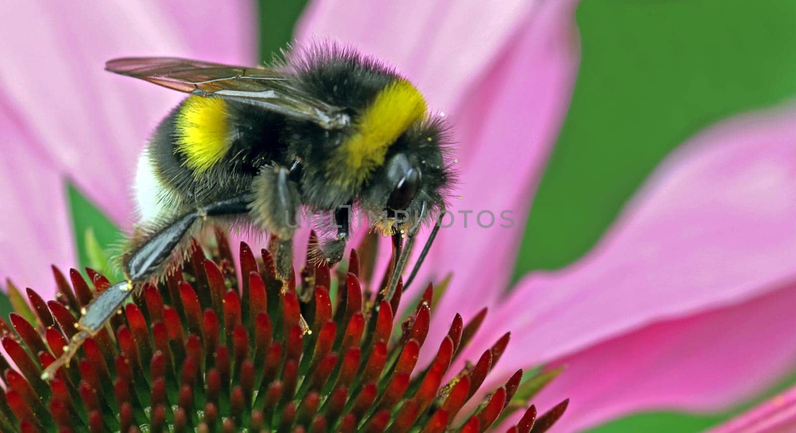 Bumblebee ride on the sun hat