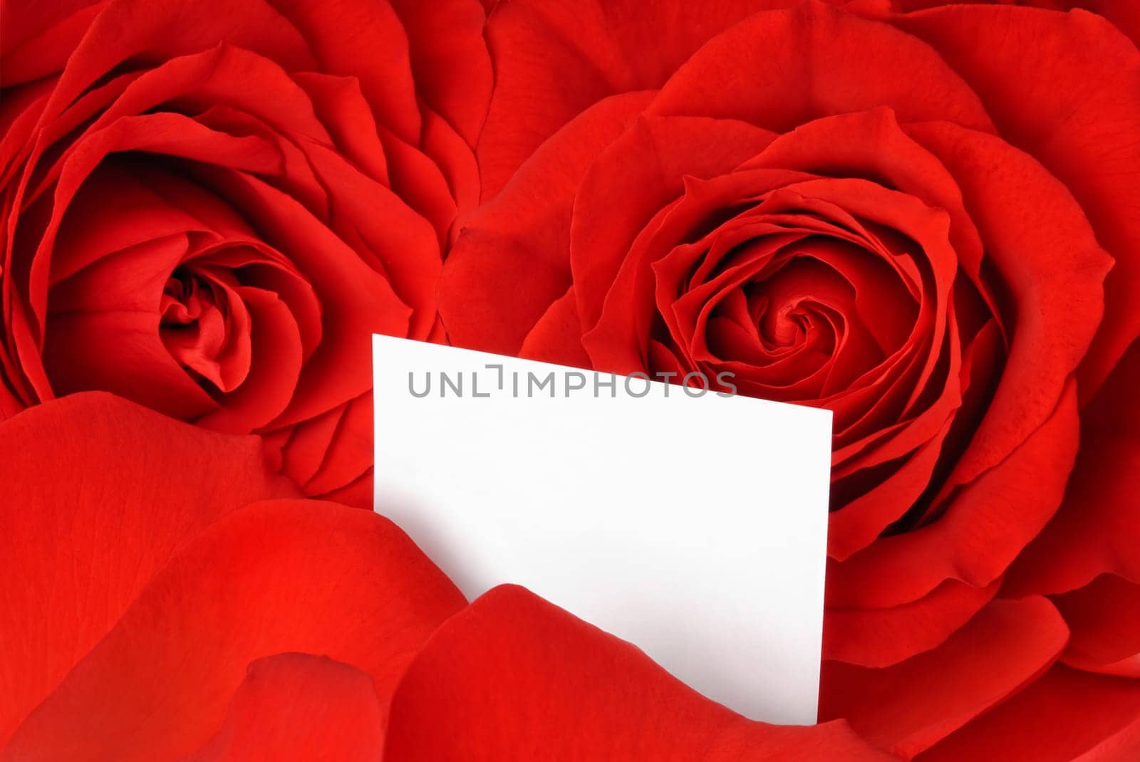White card for your text amidst open red roses and petals